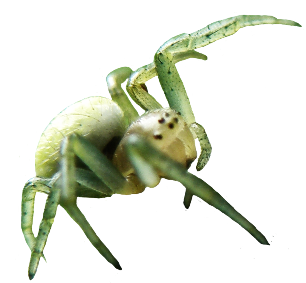 Wallpaper #-vQcOpMBKFX8bn3rt3dJ261 Spider Clipart Green Spider Spider Green Spider Transparent Free for