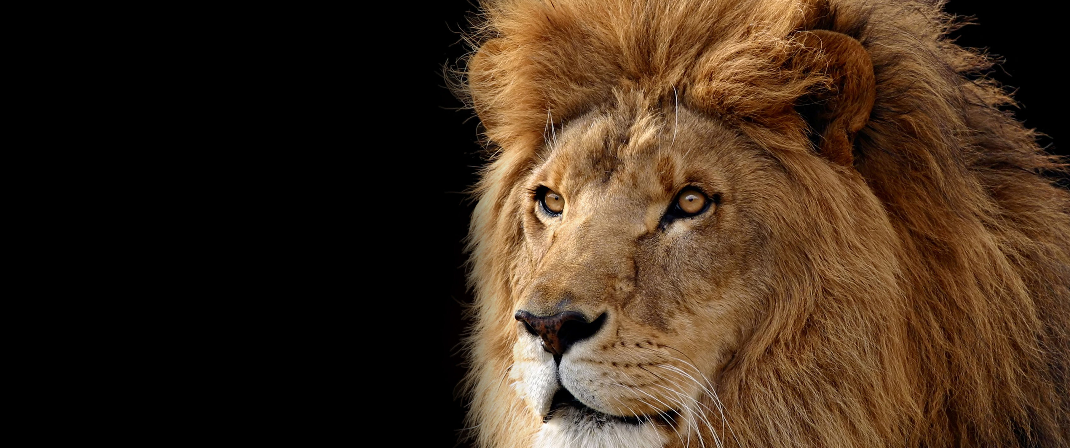 Wallpaper #u_vegpcBx-Hc5Y20f62R156 Apple Lion Wallpaper HD