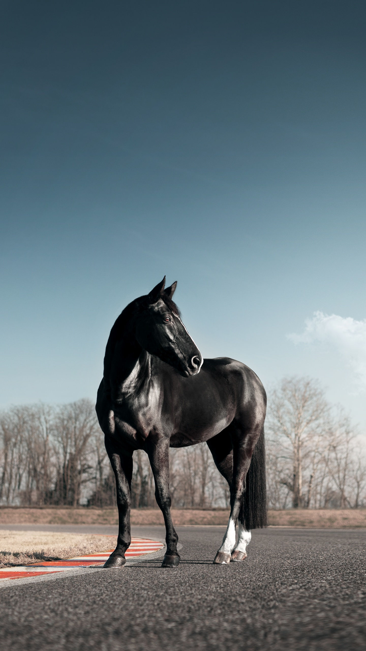 Wallpaper #bWfaEpMBSpphPi3-4_0h255 Black Horse Wallpaper