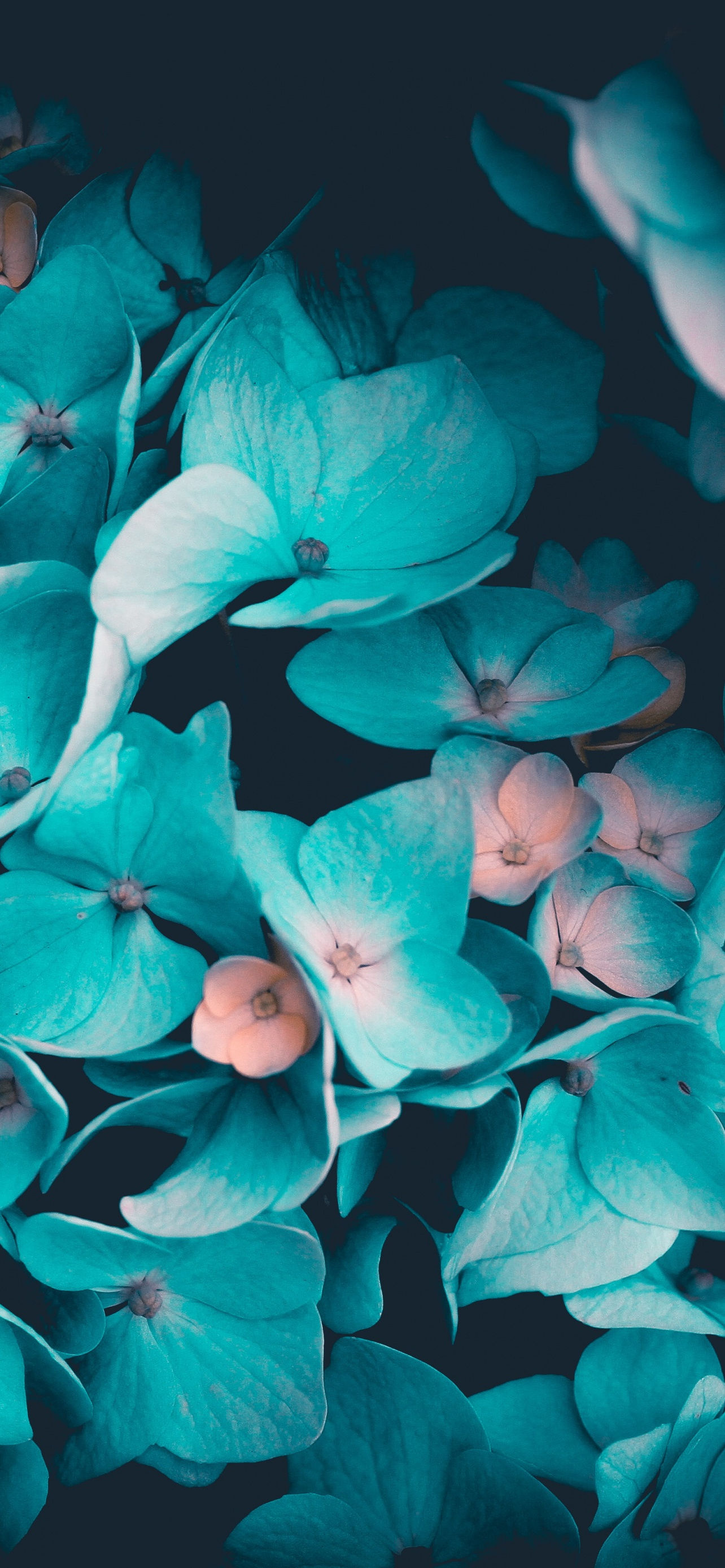 Wallpaper #zGhWIpMBSpphPi3-CTJk57 Teal Flower Wallpaper