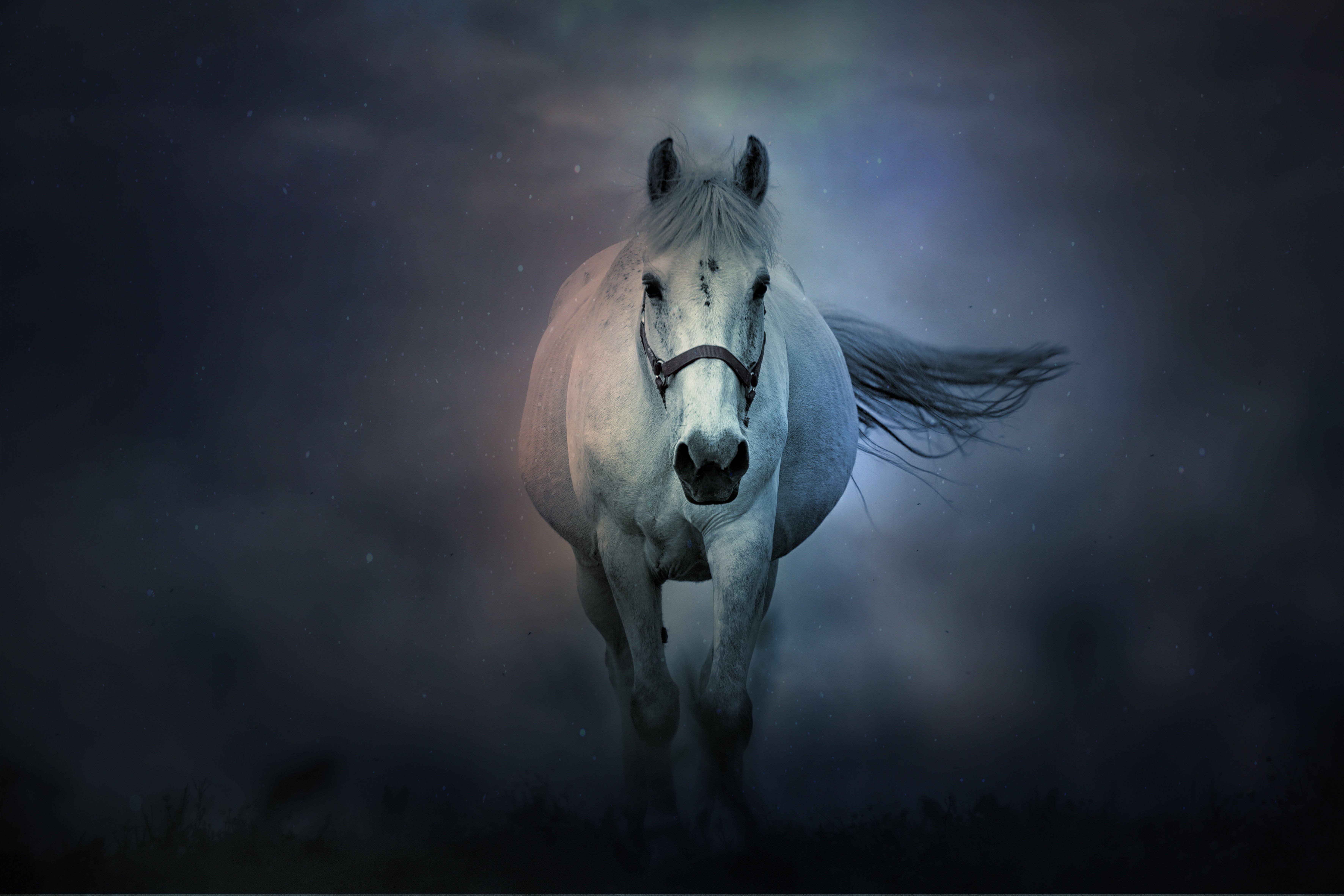 Wallpaper #L31i8I4Bnwiau_P6PAYN46 White Horse Wallpaper 4K Running Horse Dark Background