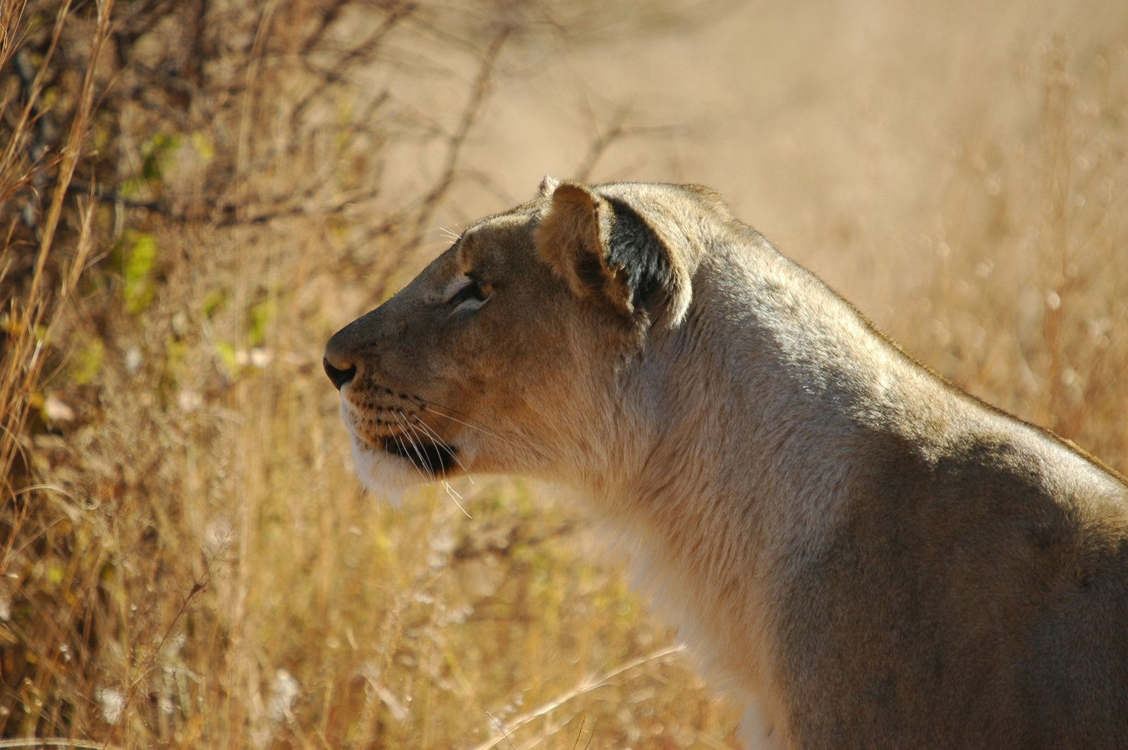 Wallpaper #354B4 Male Lion Hunting at Night 1 Andrew Yeoman Flickr