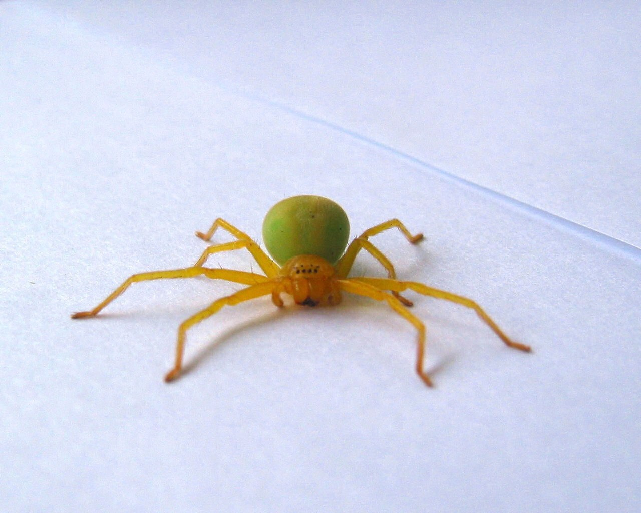 Wallpaper #9mdFCpMBSpphPi3-NNO0269 Green Tree Spider 2 Free Photo Download Freeimages