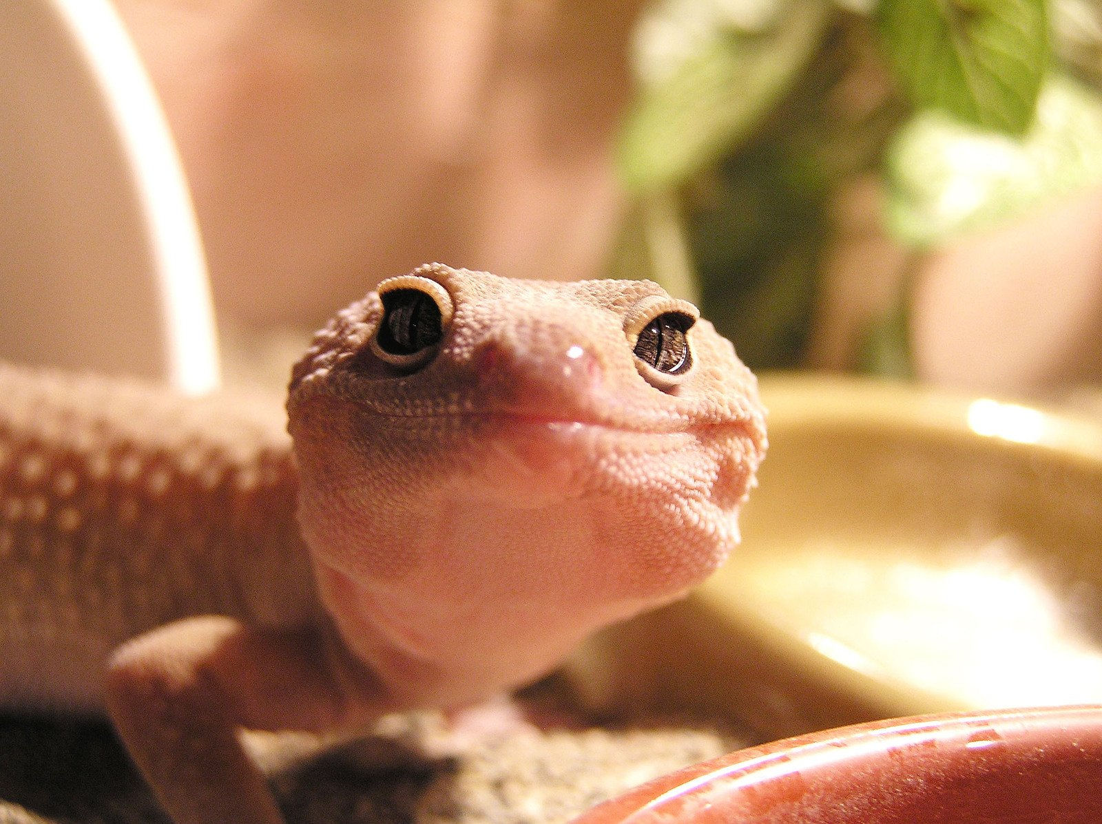 Wallpaper #22ca85IBSpphPi3-NnM597 Leopard Gecko Albino