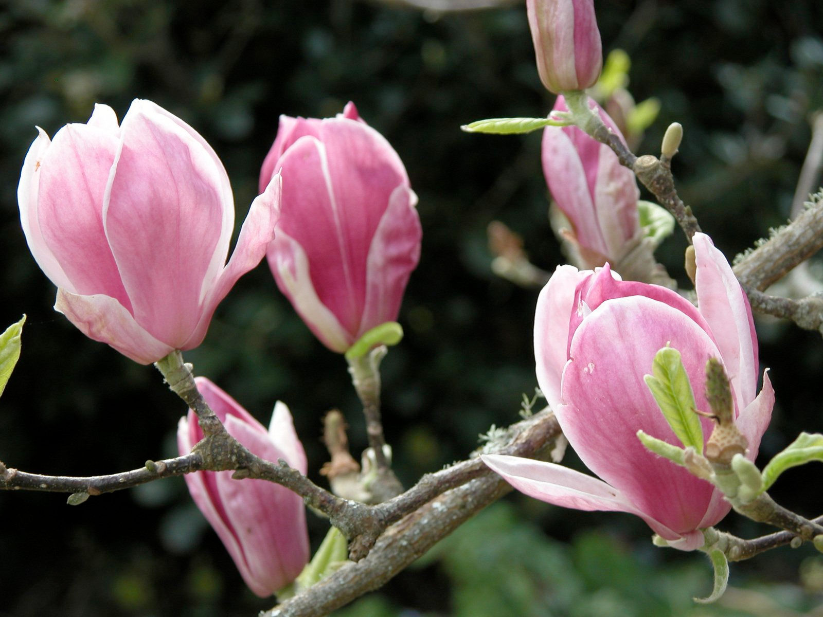 Wallpaper #35F56 Pink Magnolia Trees Crazy for Gardening