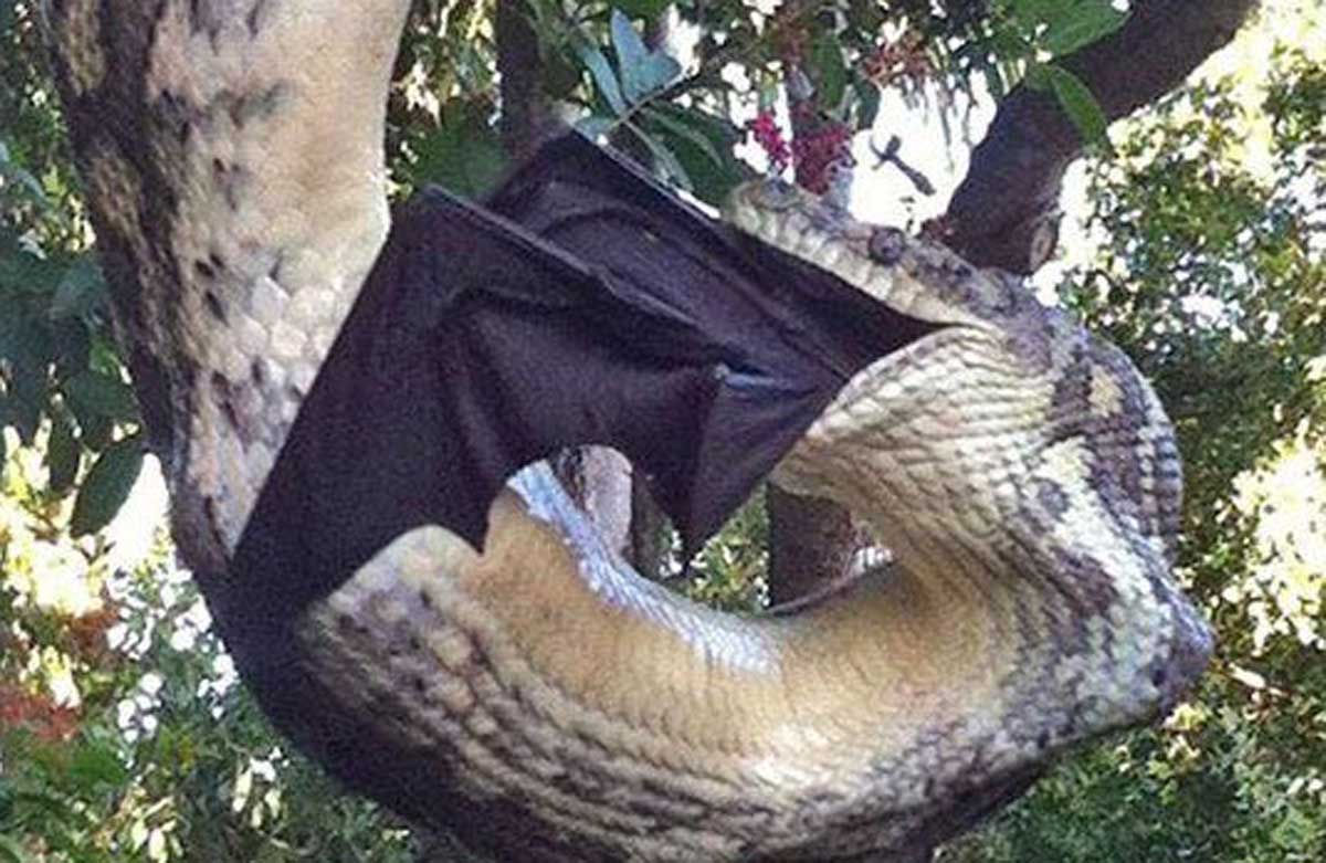 Wallpaper #S2cLE5MBSpphPi3-pP5k443 Photos Show Large Python Devouring Giant Bat in Australia World News