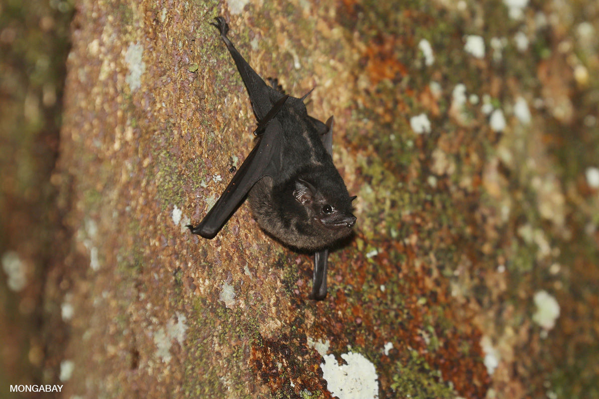 Wallpaper #r3KDMpMBX2lk1u3ogFrF130 Tropical Rainforest Vampire Bats