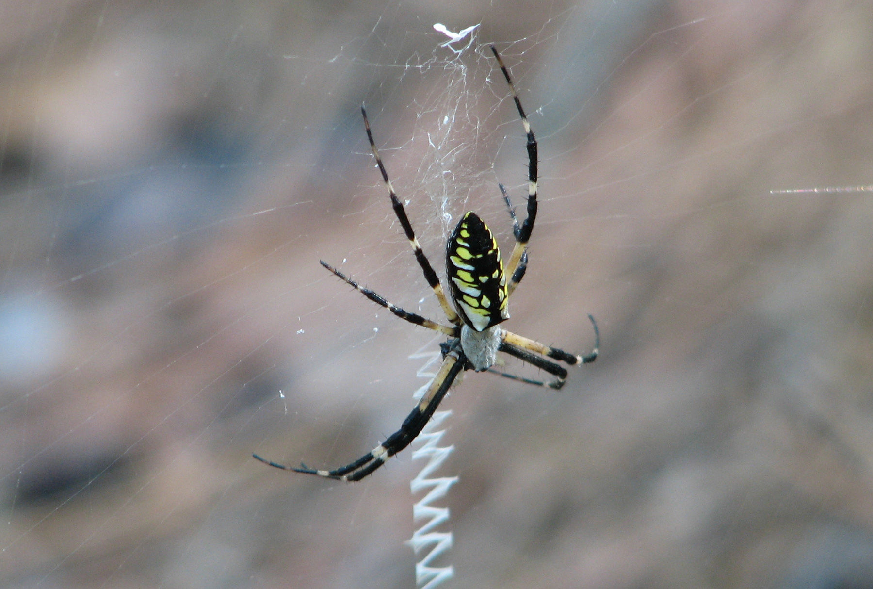 Wallpaper #GvSnOZMBKFX8bn3rXXez69 Bay Nature Magazine Garden Spiders Grow Big and Live Large in Fall