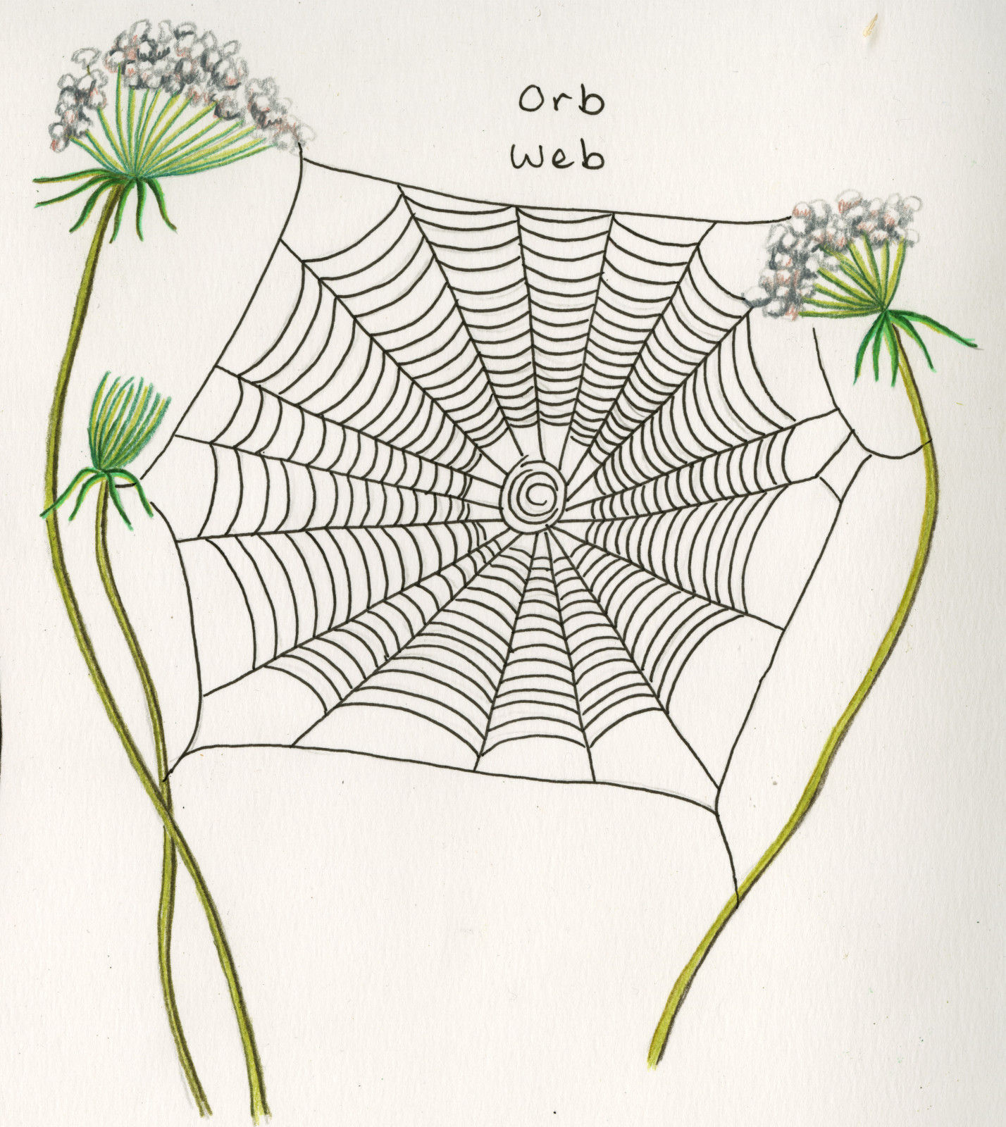 Wallpaper #zqkWiJcBxbDgA0Rl1O5S160 How to Recognize Spiders by Their Webs Bay Nature Magazine