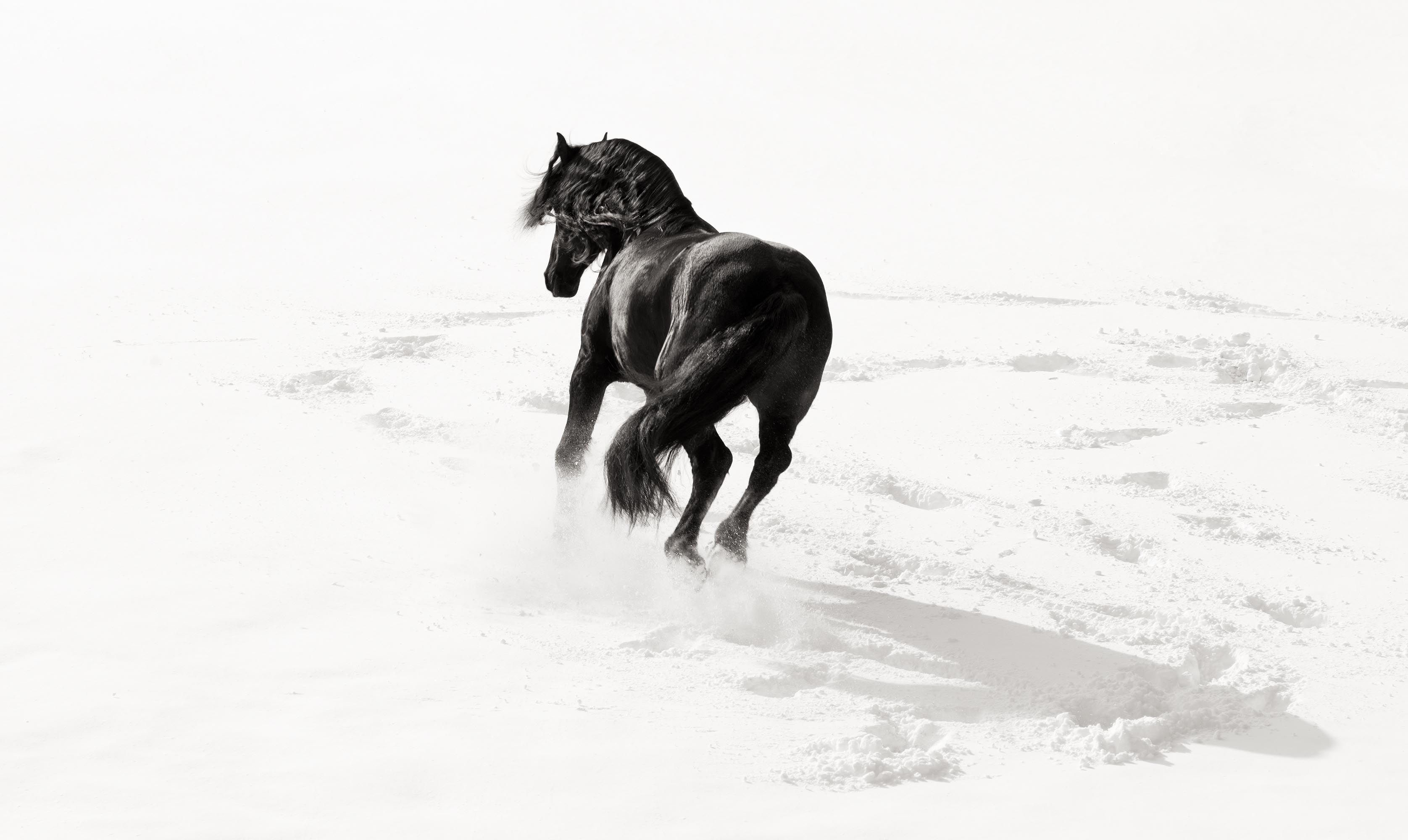 Wallpaper #CR2YLJMBlOZrFDOk0ssm13 Horse Photographer Uk Mark Harvey