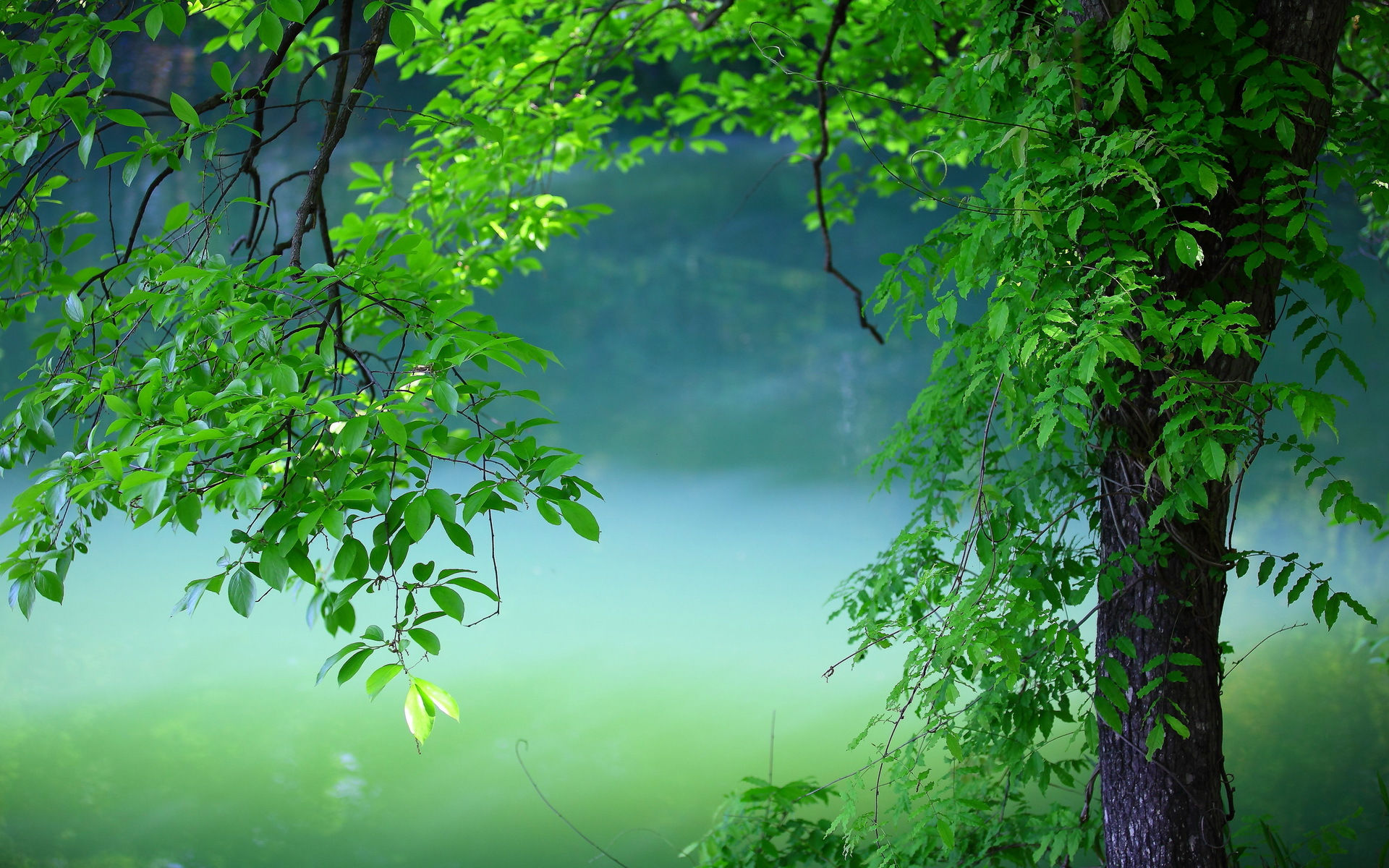 Wallpaper #2mhXIpMBSpphPi3-pTKE73 Serene Green Nature HD Wallpaper of Lush Leaves and Tranquil Trees