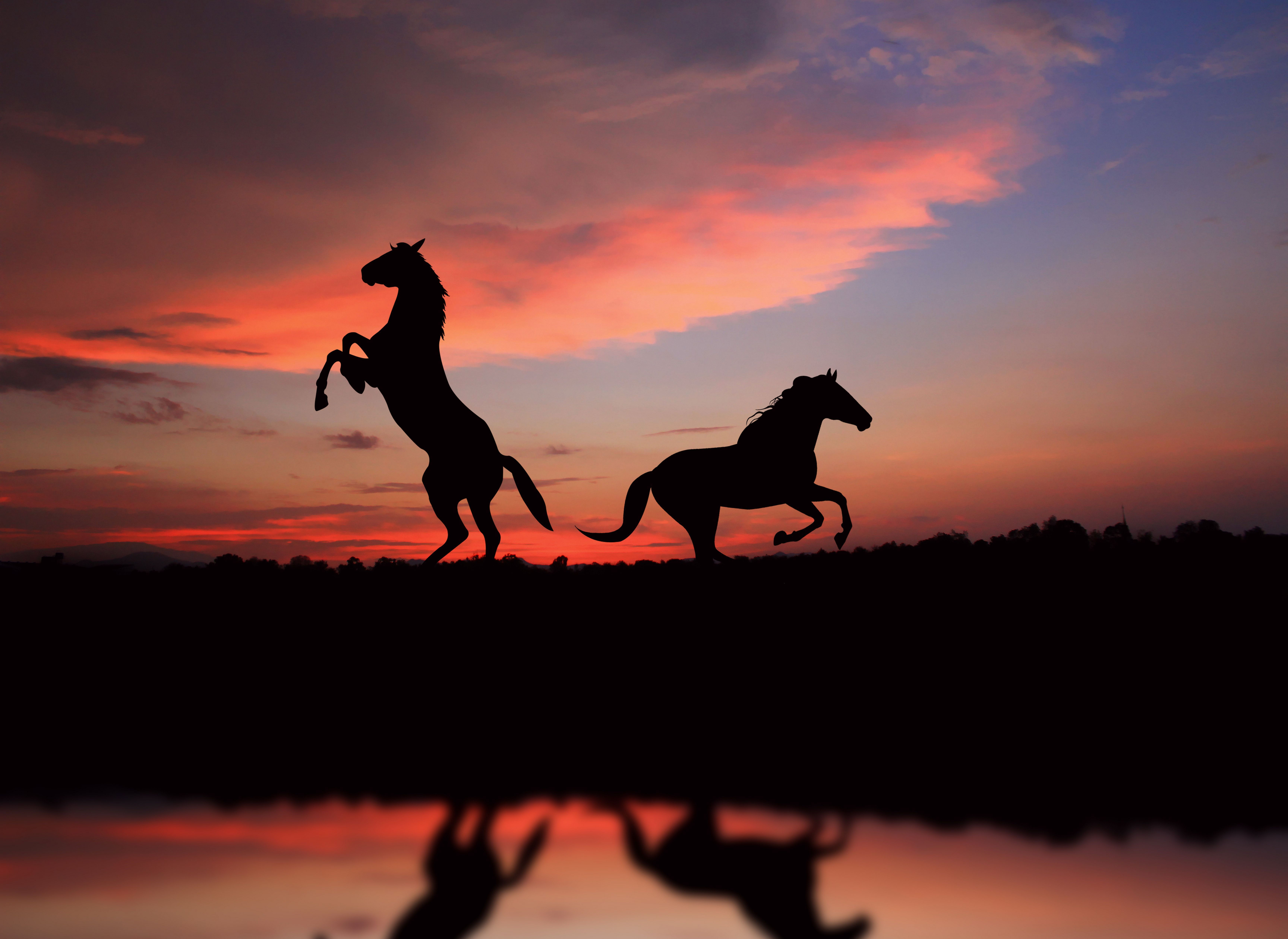 Wallpaper #th2FLJMBlOZrFDOkscqQ276 1600 Horse HD Wallpapers and Backgrounds