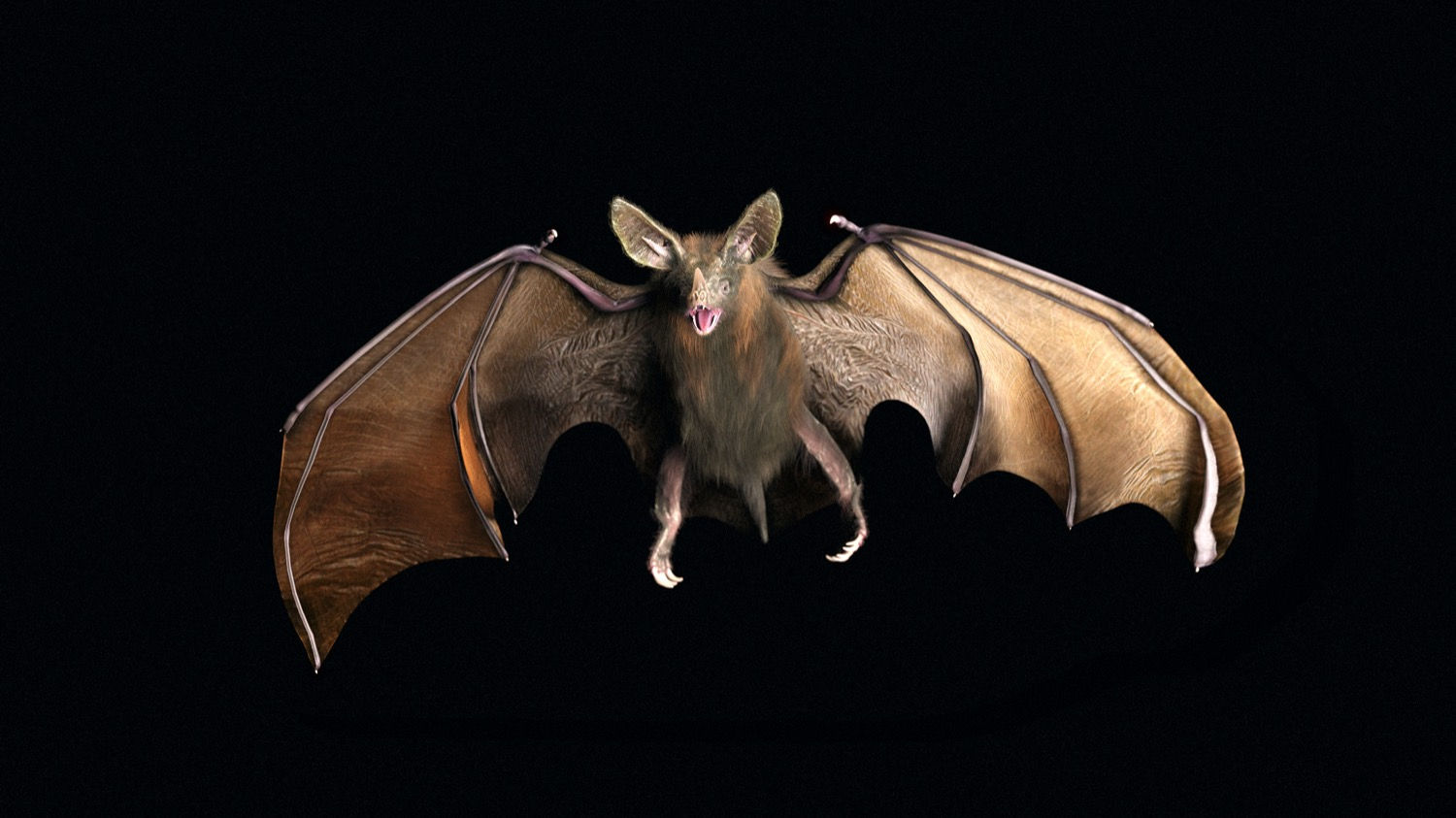 Wallpaper #txnGHY8BtGB6xQ78rHfr12 How Vampire Bats Evolved to Drink Blood