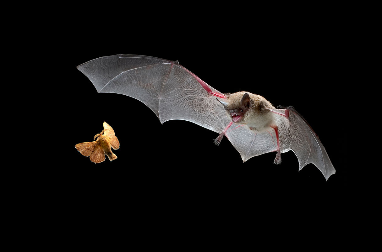 Wallpaper #uGcKC5MBSpphPi3-5NdM122 How a Disappearing Ear Bone Turned Bats into Masters of Echolocation