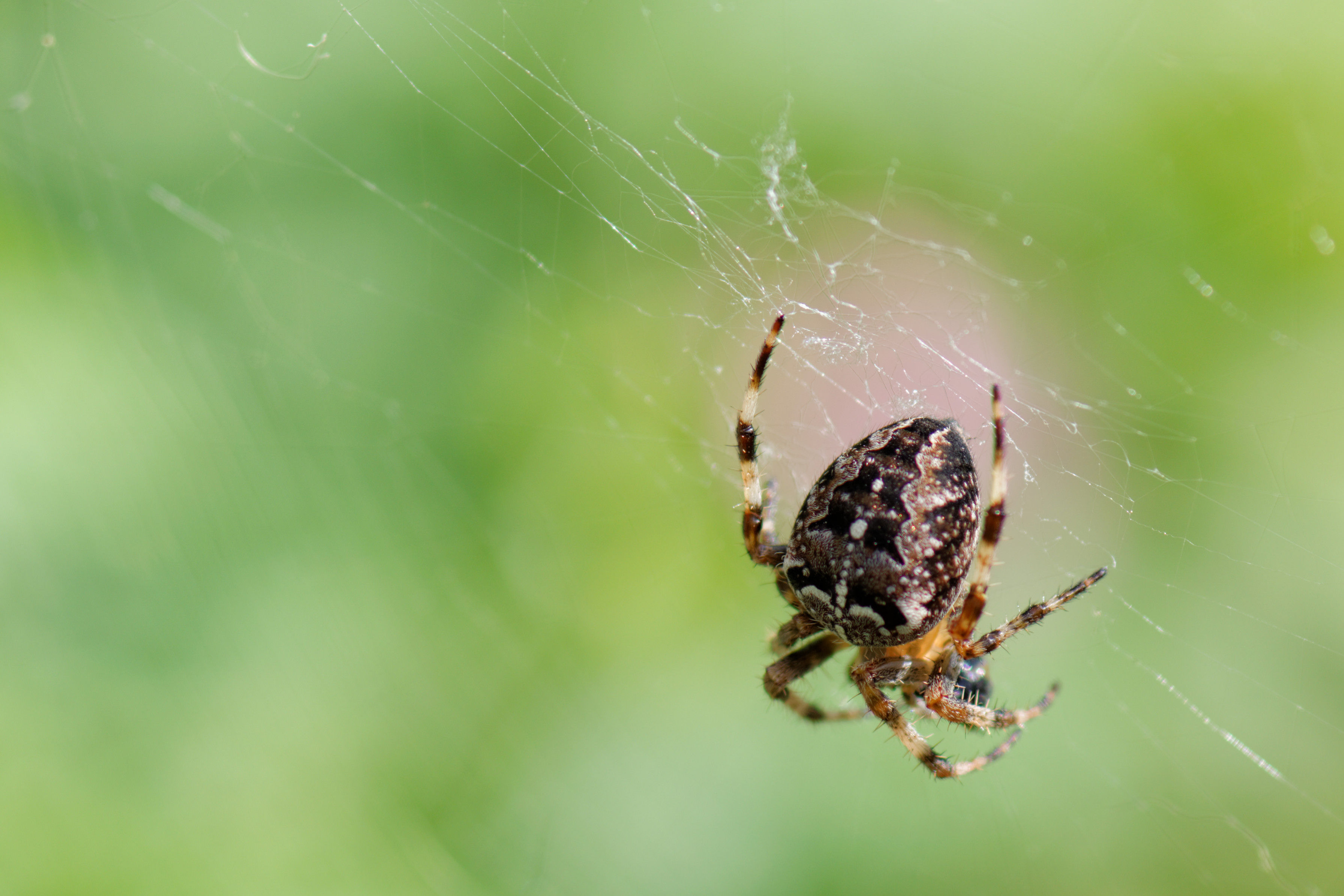 Wallpaper #GvSnOZMBKFX8bn3rXXez84 Garden Spider Araneus Diadematus