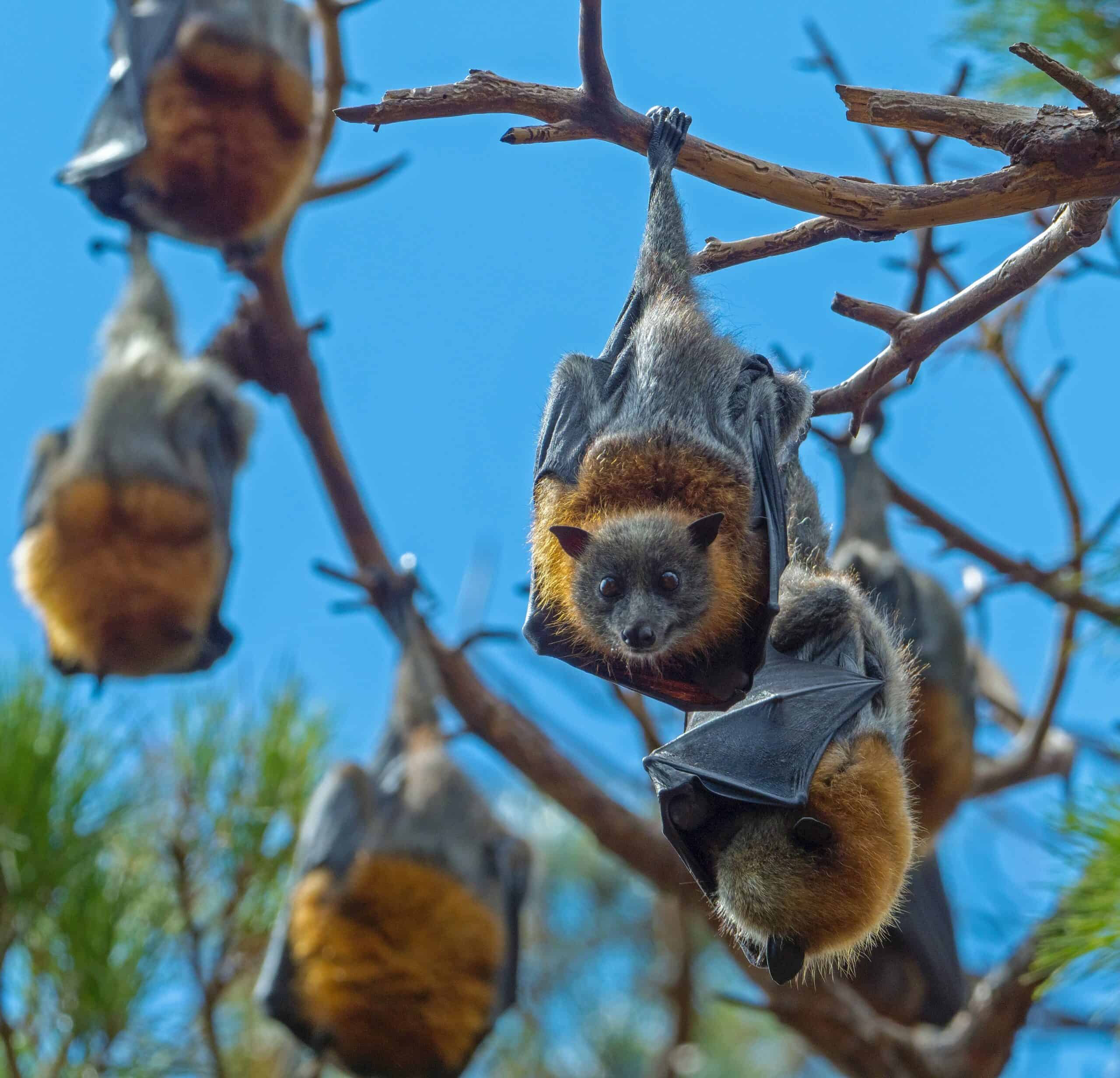 Wallpaper #2mdTDJMBSpphPi3-nt1P207 Bats on the Fly Pest Solutions