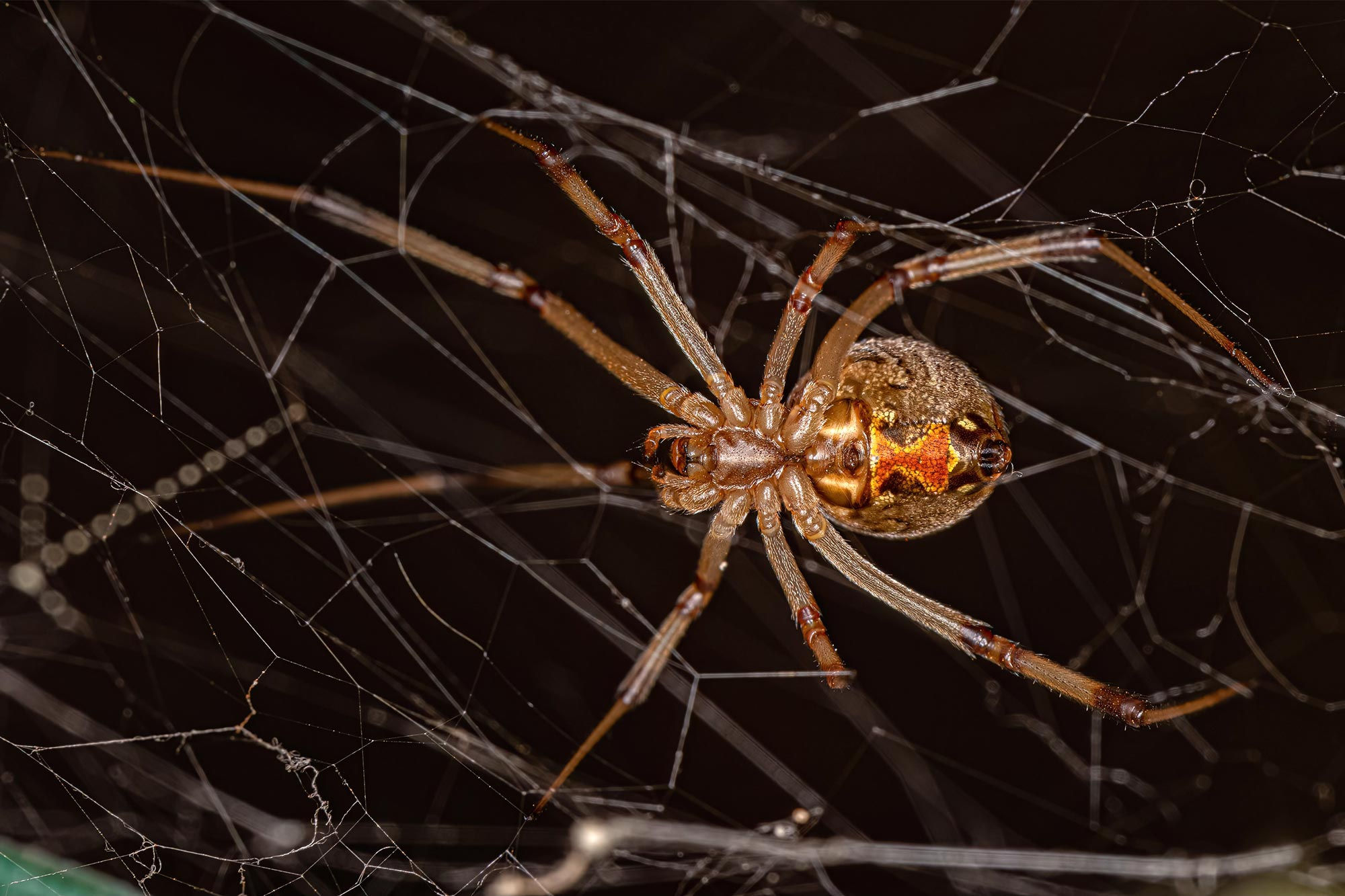 Wallpaper #5vQUOpMBKFX8bn3rPHdj341 Seek Destroy Black Widow Spiders Are Being Actively Hunted by Brown