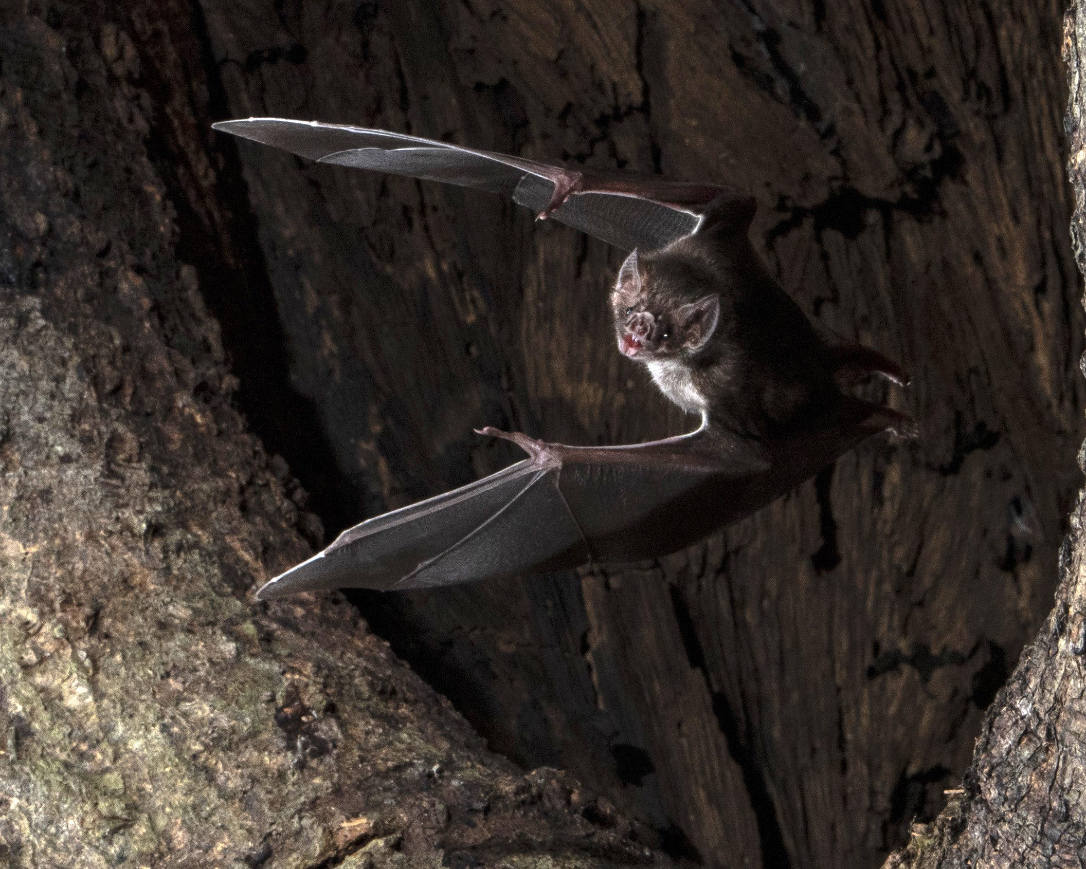 Wallpaper #r3KDMpMBX2lk1u3ogFrF246 Vampire Bats Social Distance When They Get Sick Slowing Disease Spread