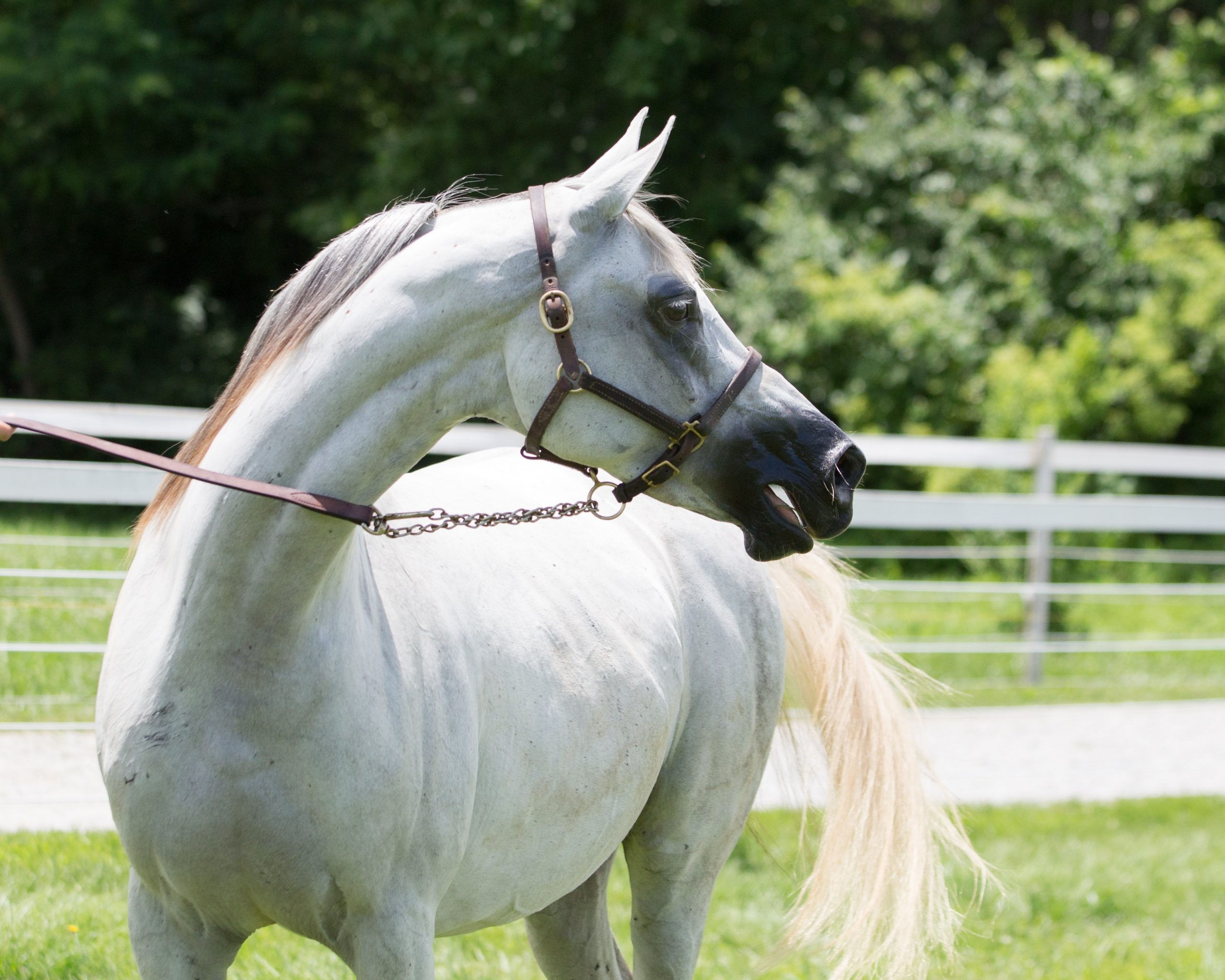 Wallpaper #-x2ULJMBlOZrFDOkz8qk286 Why Are Arabian Horses Very Precious the Plaid Horse Magazine
