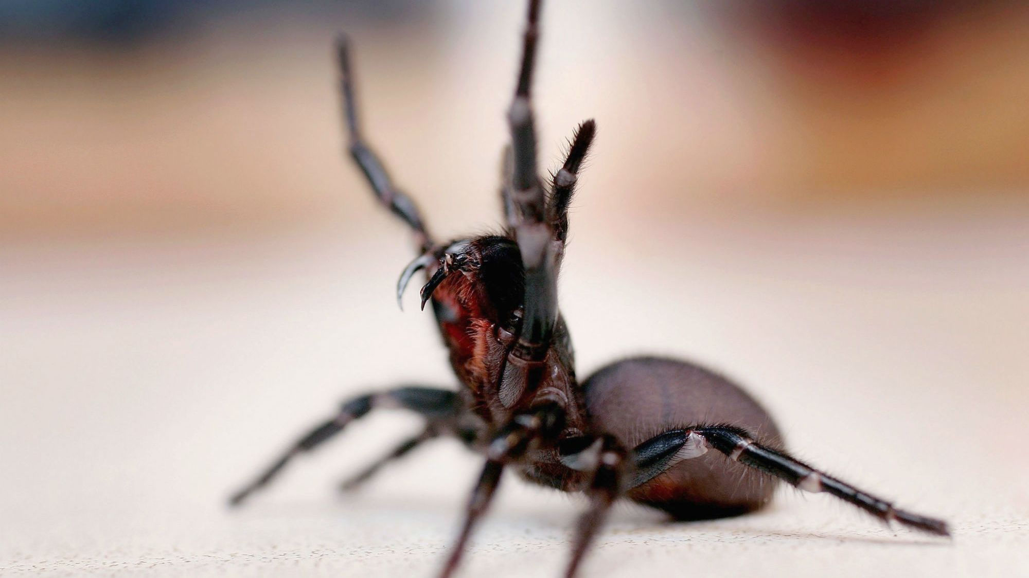 Wallpaper #ce6bd Giant Spider on the Ceiling of an Abandoned Psychiatric Hospital R