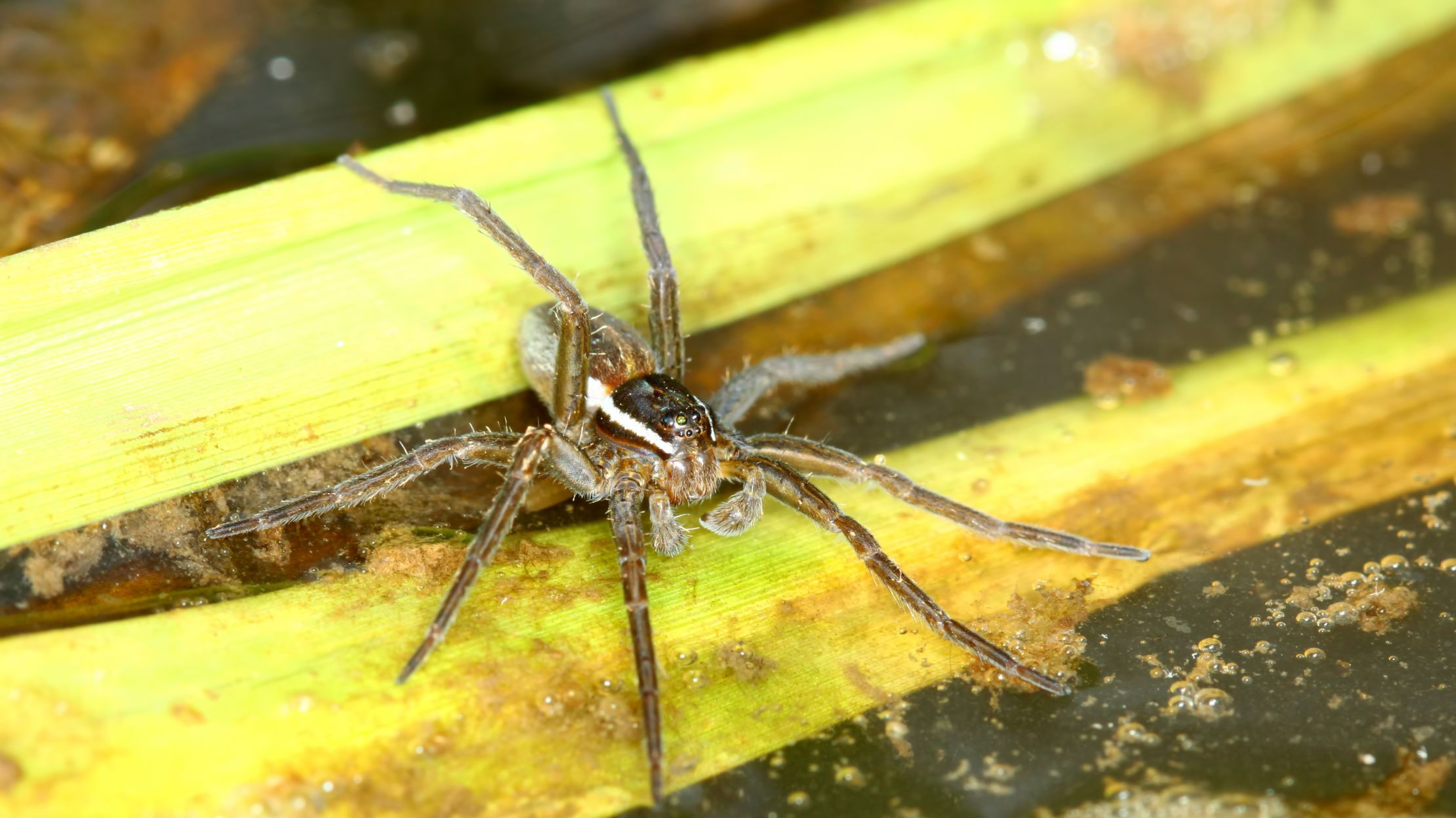 Wallpaper #ce6bd Giant Spider on the Ceiling of an Abandoned Psychiatric Hospital R