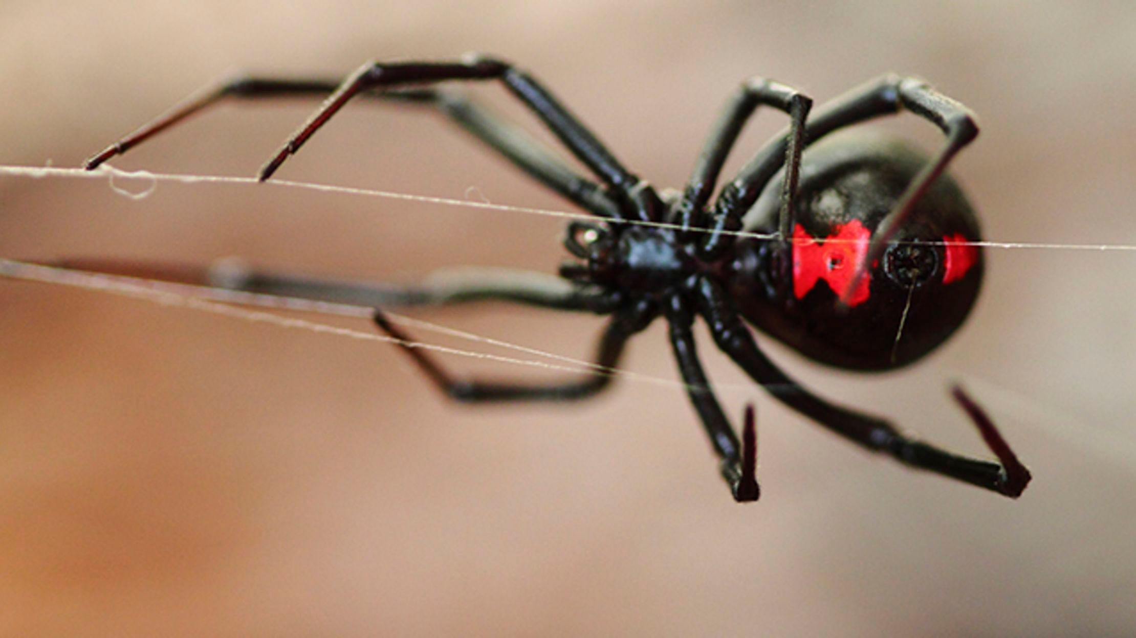 Wallpaper #ce6bd Giant Spider on the Ceiling of an Abandoned Psychiatric Hospital R