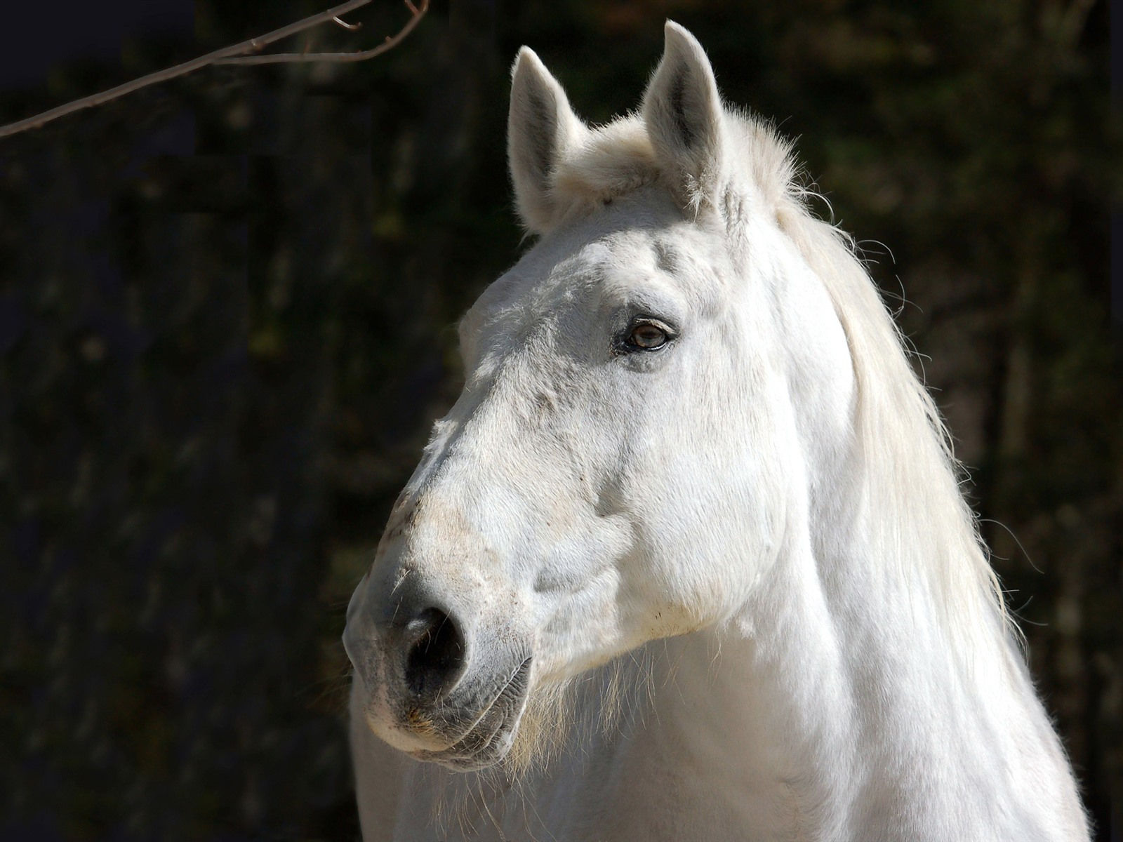 Wallpaper #bWfaEpMBSpphPi3-4_0h297 Wallpaper White Horse Face Black Background 1920x1440 Picture Image