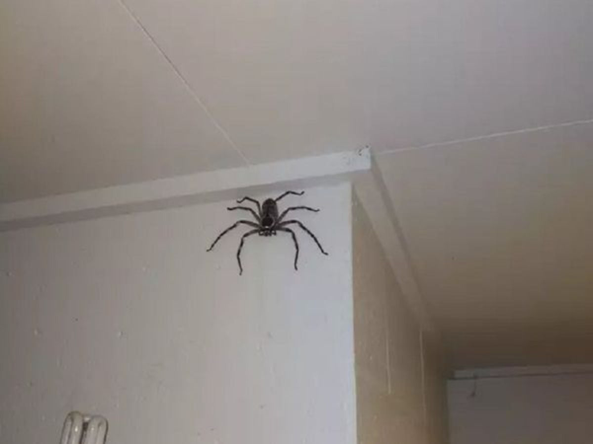 Wallpaper #e2dv9JIBSpphPi3-JXru77 Giant Australian Jumping Spider
