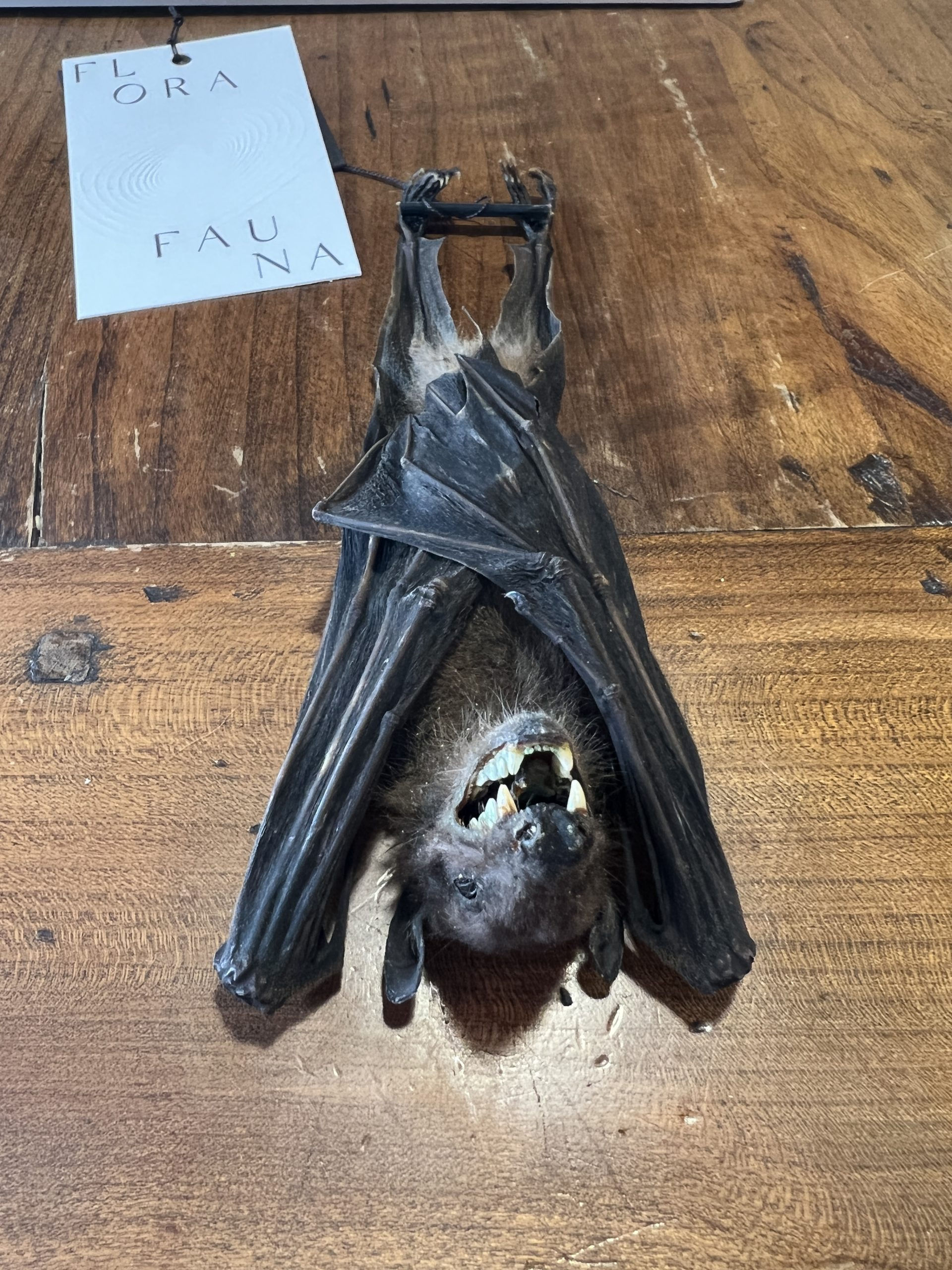 Wallpaper #2mdTDJMBSpphPi3-nt1P234 Hanging Bat Large Florafauna