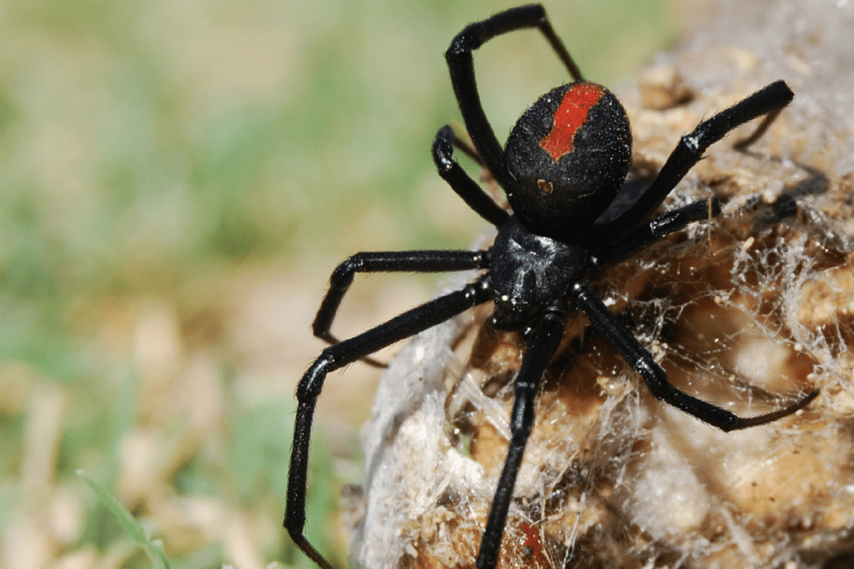 Wallpaper #5vQUOpMBKFX8bn3rPHdj358 Spiders That Look Like Black Widows