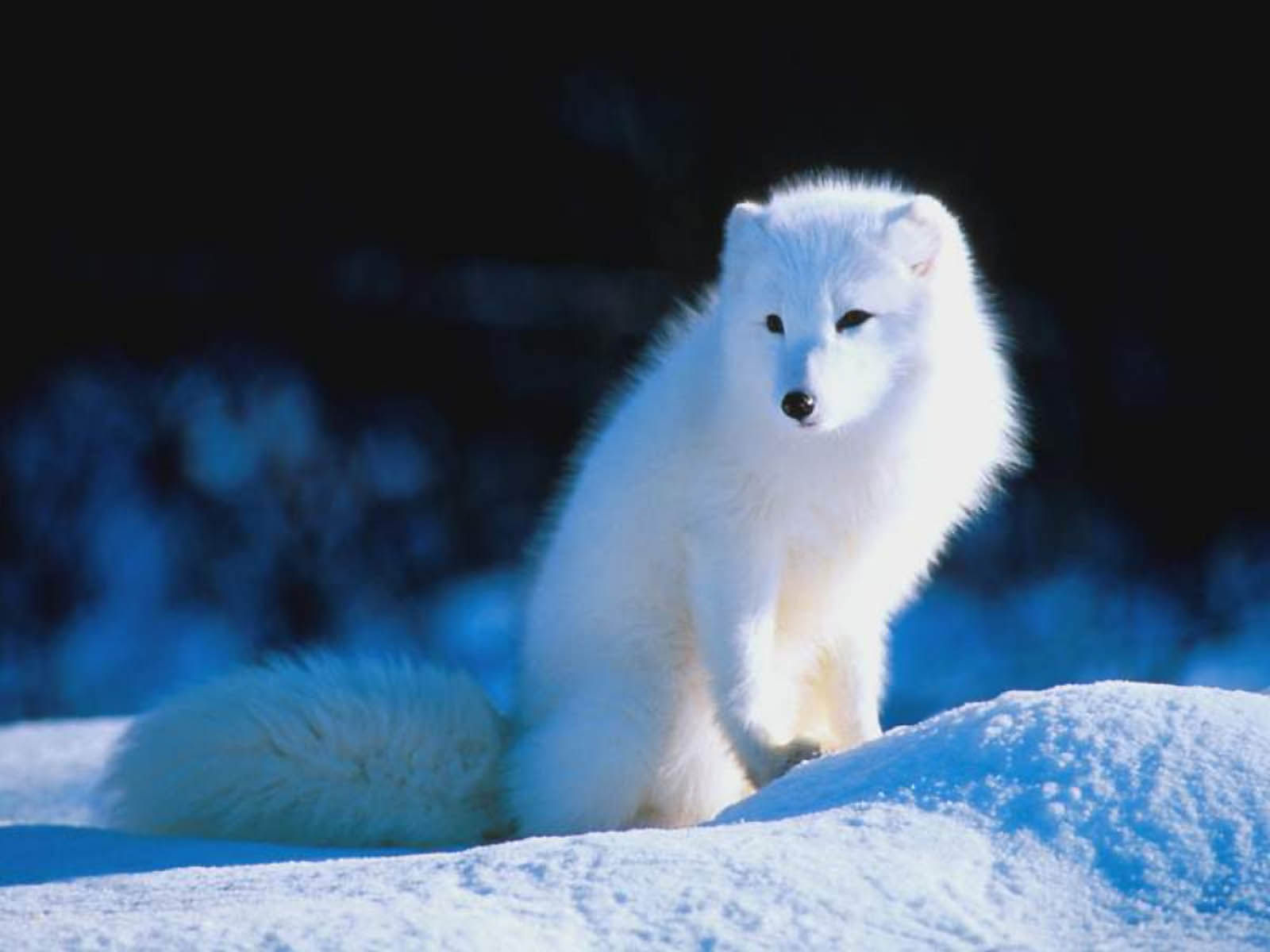 Wallpaper #33dqJpMB-pgBXx60GaEs424 Wallpaper Arctic Fox Wallpapers