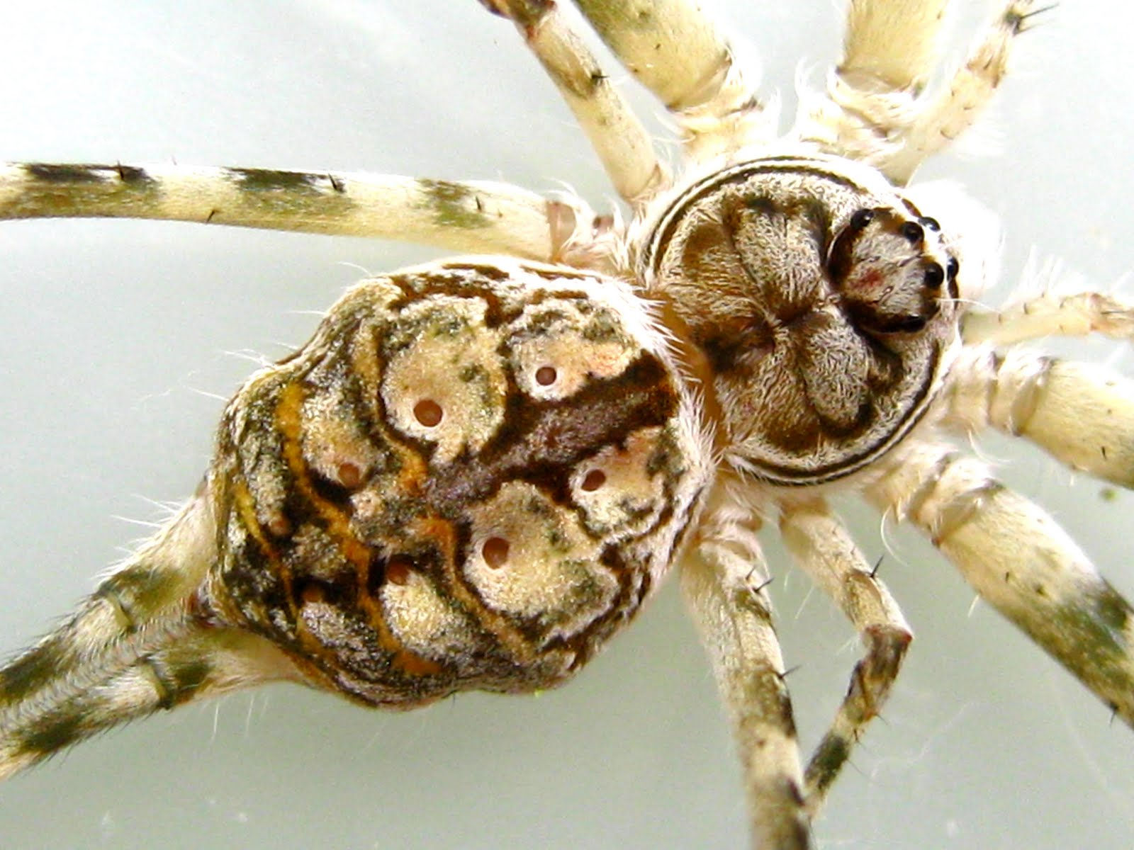 Wallpaper #9mdFCpMBSpphPi3-NNO0400 Exploring the Endangered Wonders Spiders on Tree Trunks