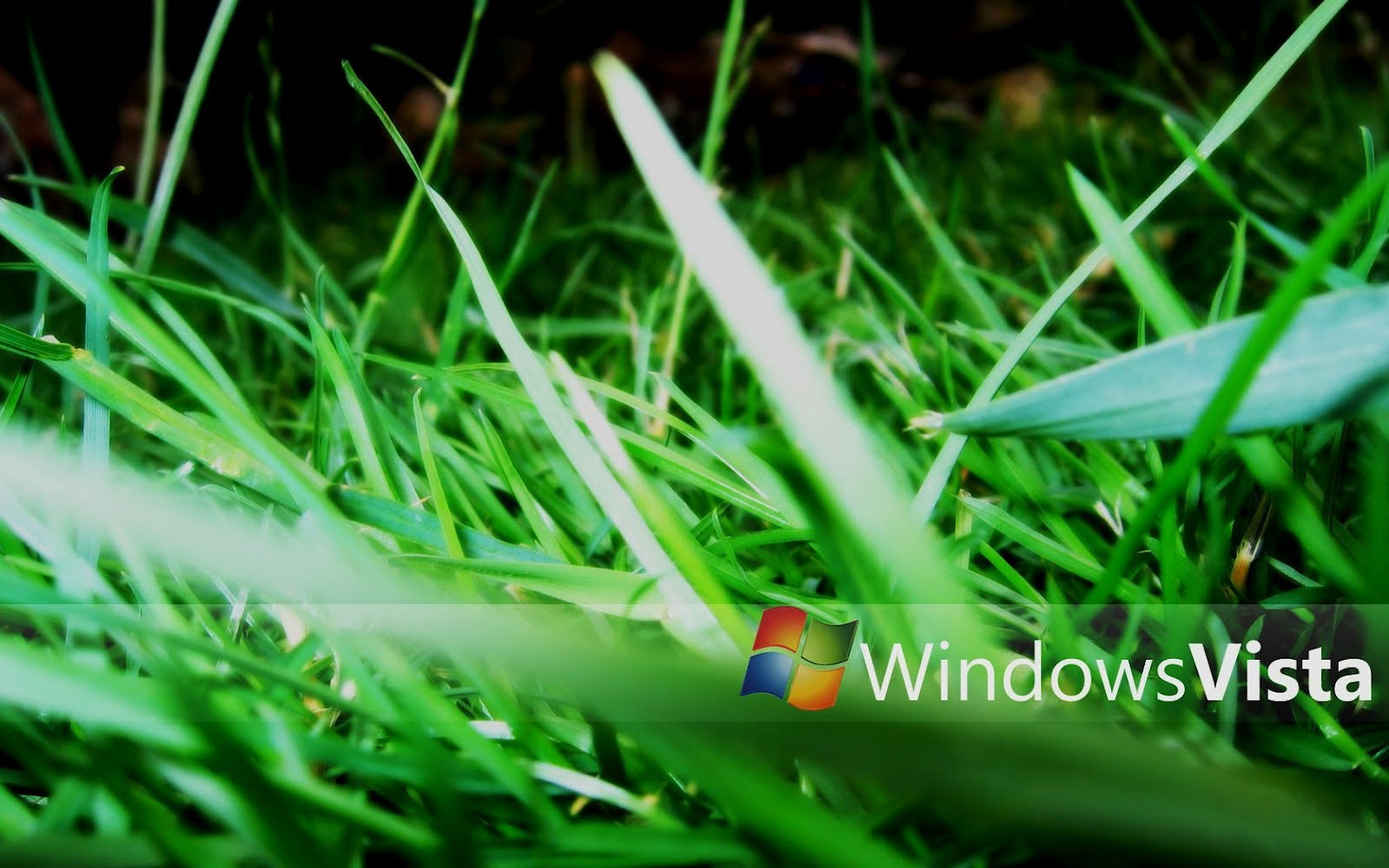 Wallpaper #Z3QYvY4B_8f4nGFaPGsi47 Windows Grass Wallpapers