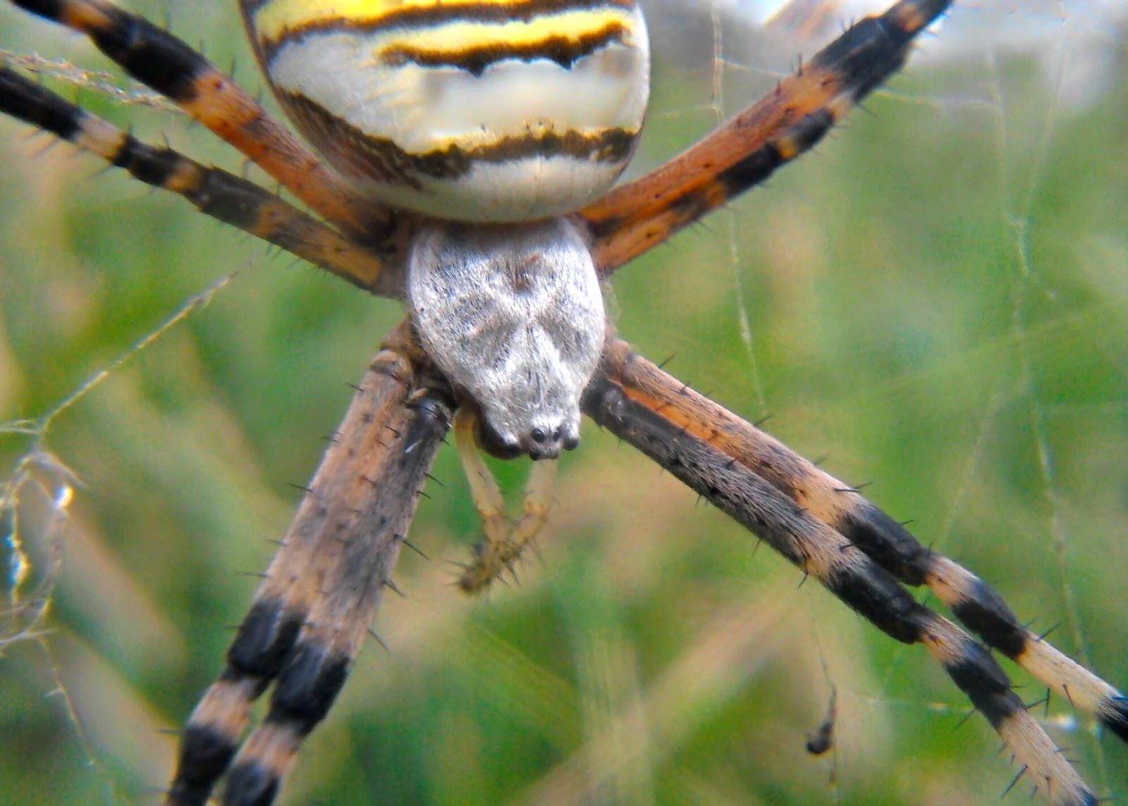 Wallpaper #VWcg6ZIBSpphPi3-e0A-27 Photography at Its Finest Big Spider Strangely Beautiful the