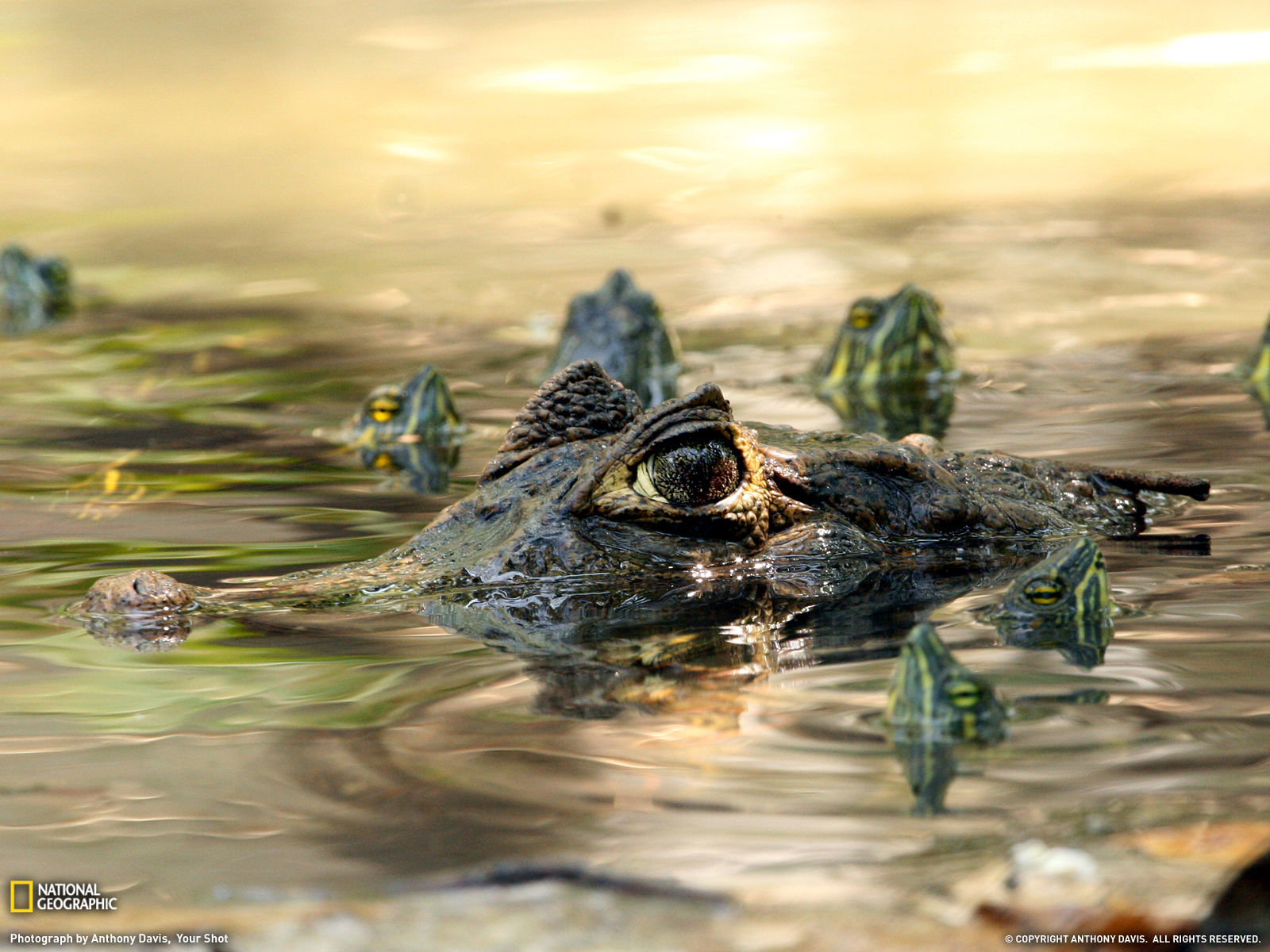 Wallpaper #VGfV_5IBSpphPi3-BKSc74 Amazing Animal Pictures from National Geographic July 2011 Amazing