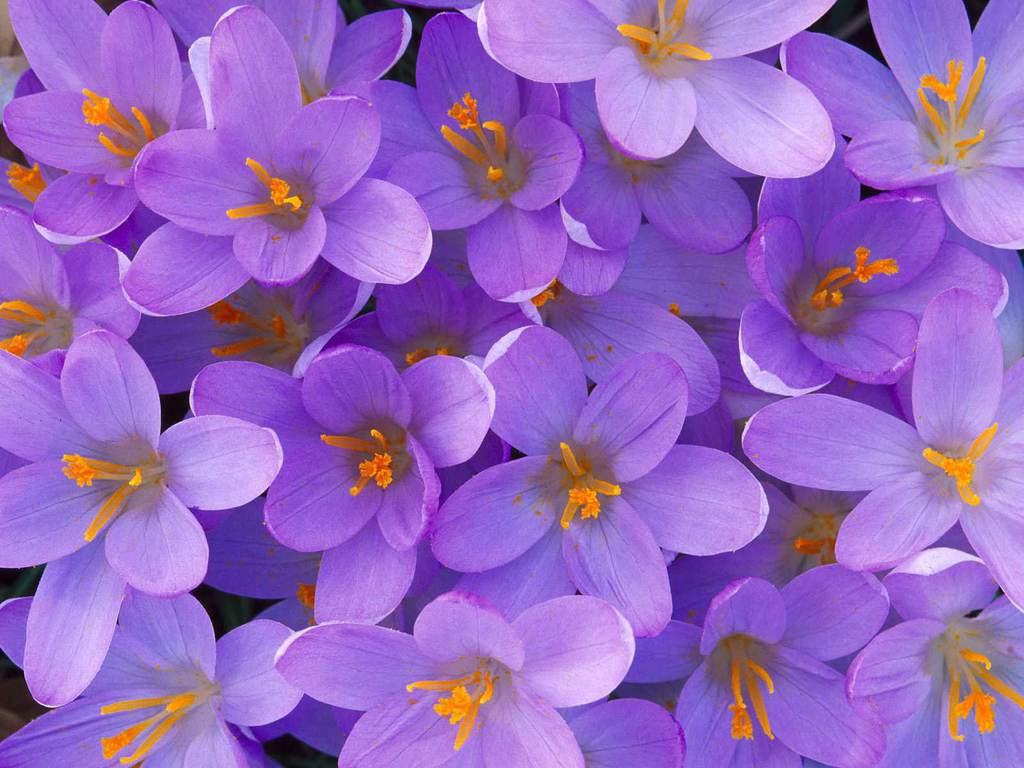 Wallpaper #GGf-DJMBSpphPi3-LeJe44 Flower Photos Light Purple Flower