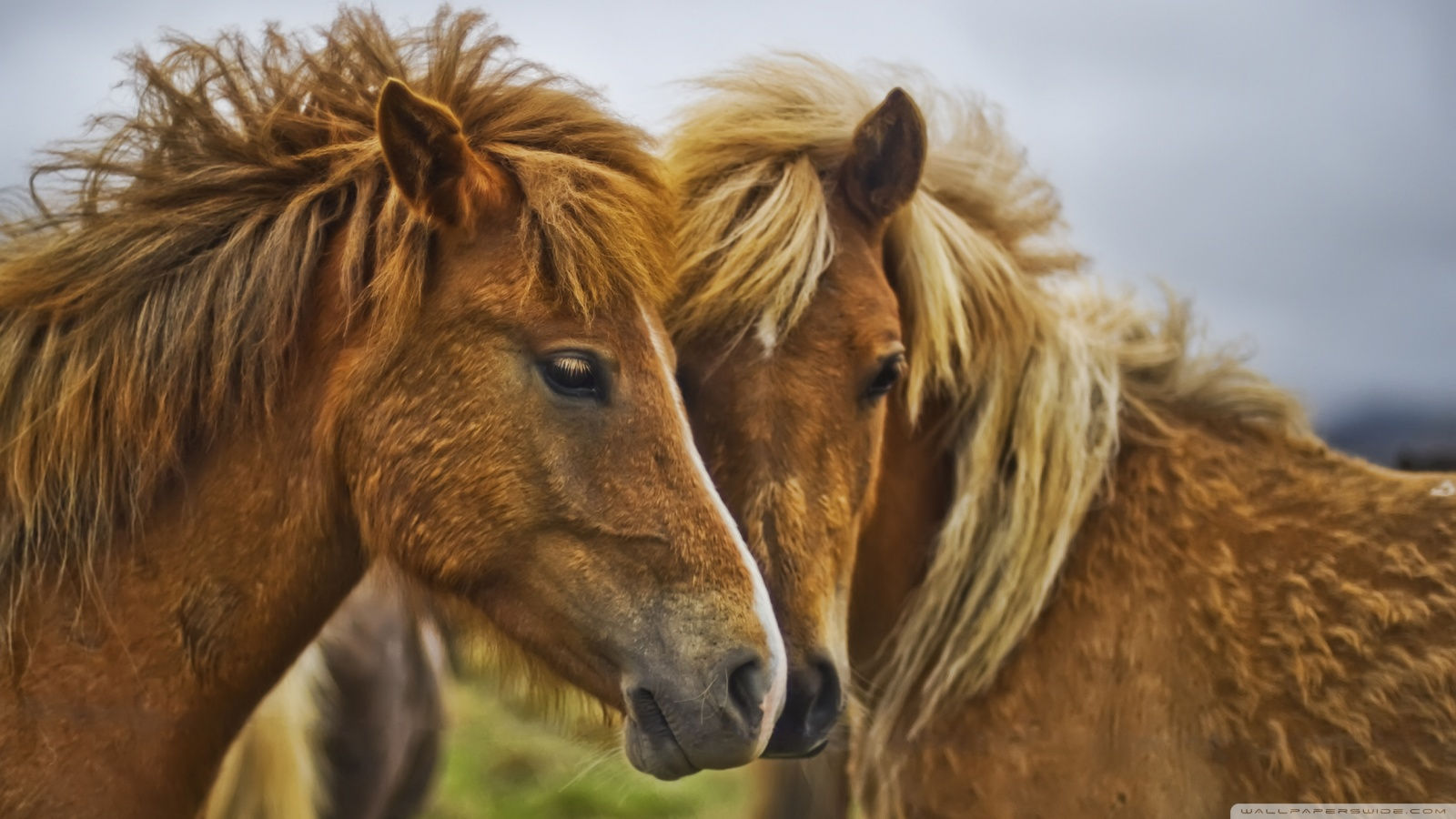 Wallpaper #th2FLJMBlOZrFDOkscqQ268 Horses HD Wallpapers Great Horses HD Animal Wallpapers