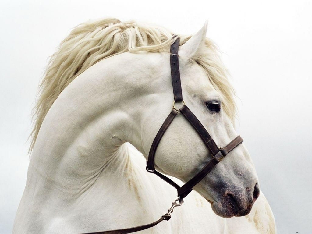 Wallpaper #8h2ULJMBlOZrFDOkIMqE355 Beautiful White Horse Wallpaper