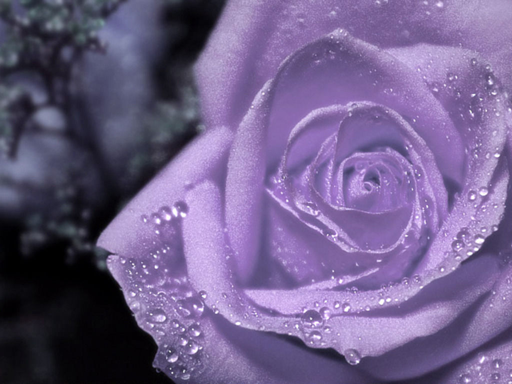 Wallpaper #GGf-DJMBSpphPi3-LeJe243 Purple Rose Flowers Desktop Wallpaper High Quality Wallpaper 1024 X