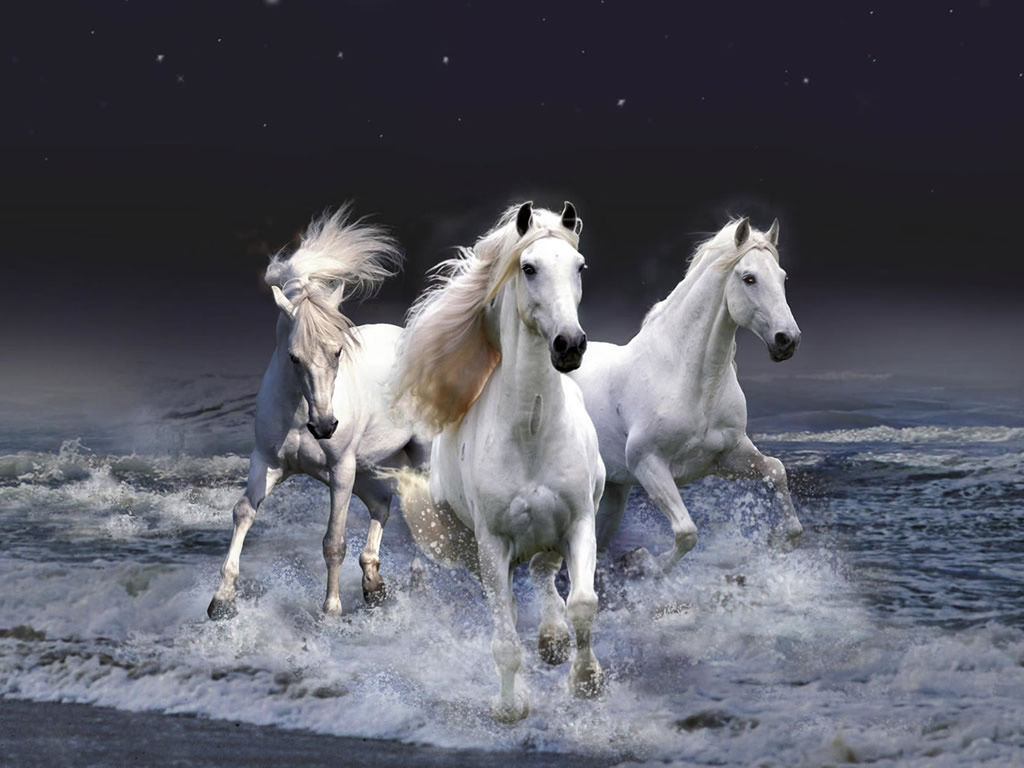 Wallpaper #8h2ULJMBlOZrFDOkIMqE140 Beautiful White Horses Wallpaper Kiyute80
