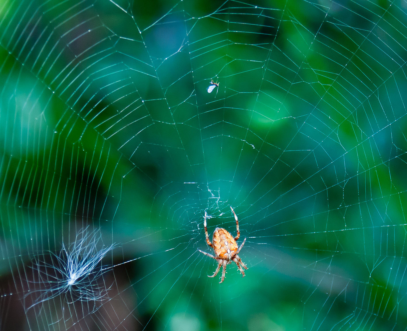 Wallpaper #F2jUHpMBSpphPi3-Fion318 Garden65 Spiders Orb Weavers