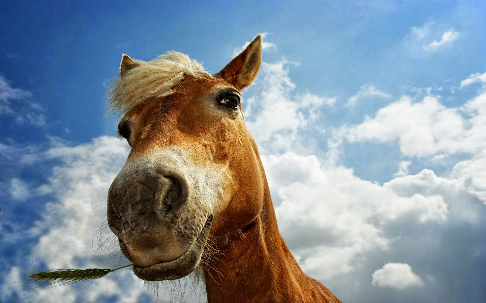 Wallpaper #HWdNCpMBSpphPi3-pNQH237 Horses HD Wallpapers Free HD Wallpapers