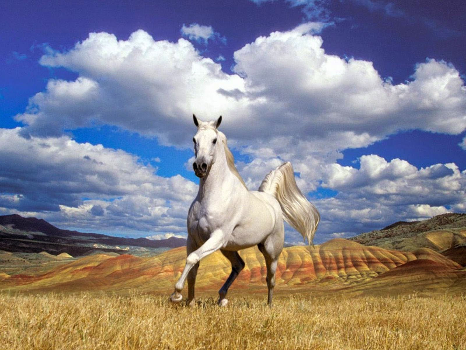Wallpaper #9h2ULJMBlOZrFDOkbsoH73 Clovisso Wallpaper Gallery Horse Wallpapers