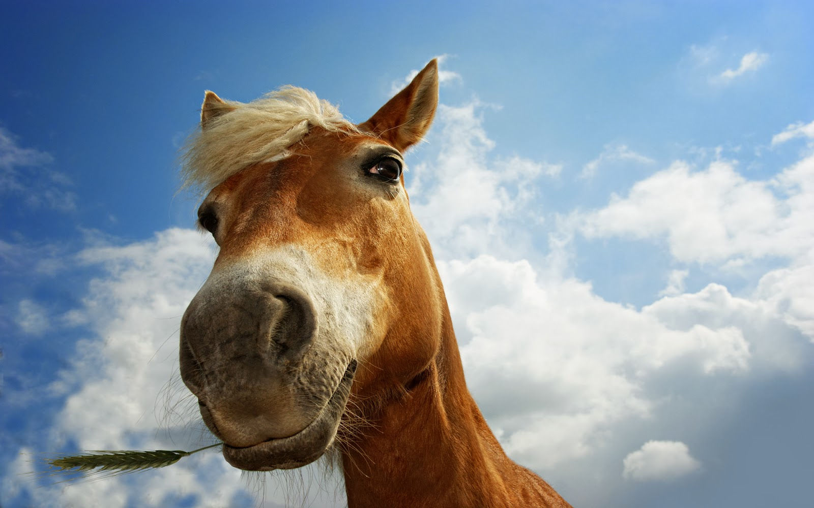 Wallpaper #P2evCJMBSpphPi3-oczY85 Graafix Horse HD Pictures Wallpaper 2014