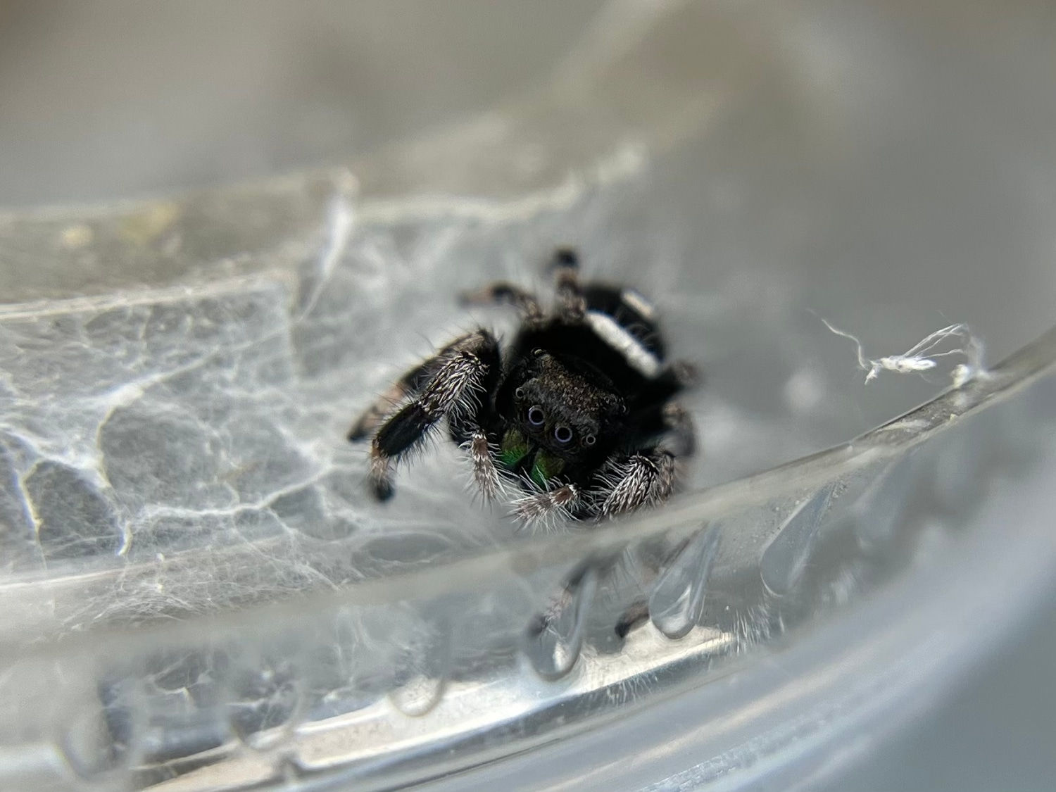 Wallpaper #wWeM-5IBSpphPi3-WJSY285 Male Juvenile Phidippus Regius Regal Jumping Spider 35 True Spider