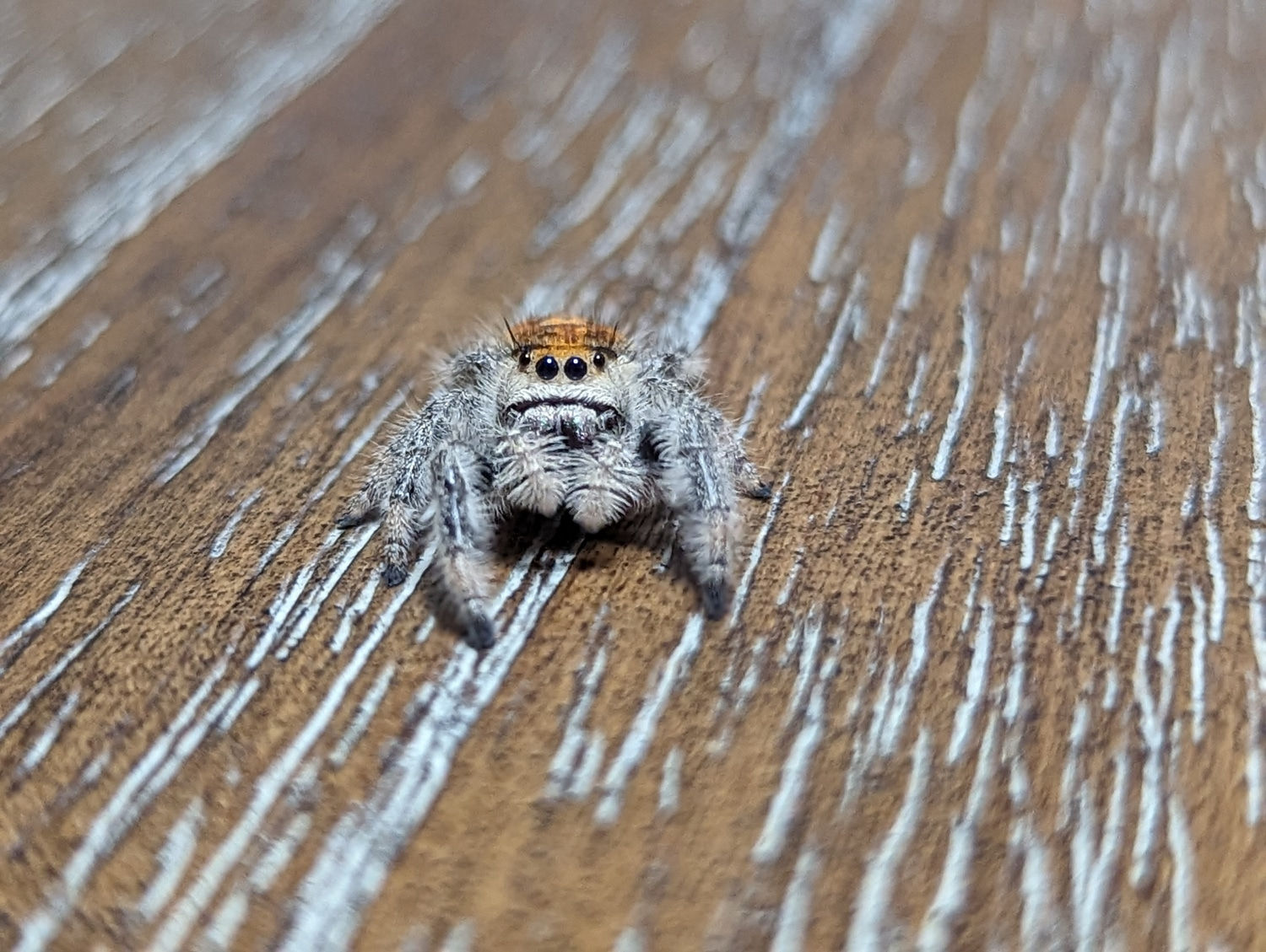 Wallpaper #wmfS65IBSpphPi3-9k4K164 Female Regius Jumping Spider True Spider by Itsy Little Things