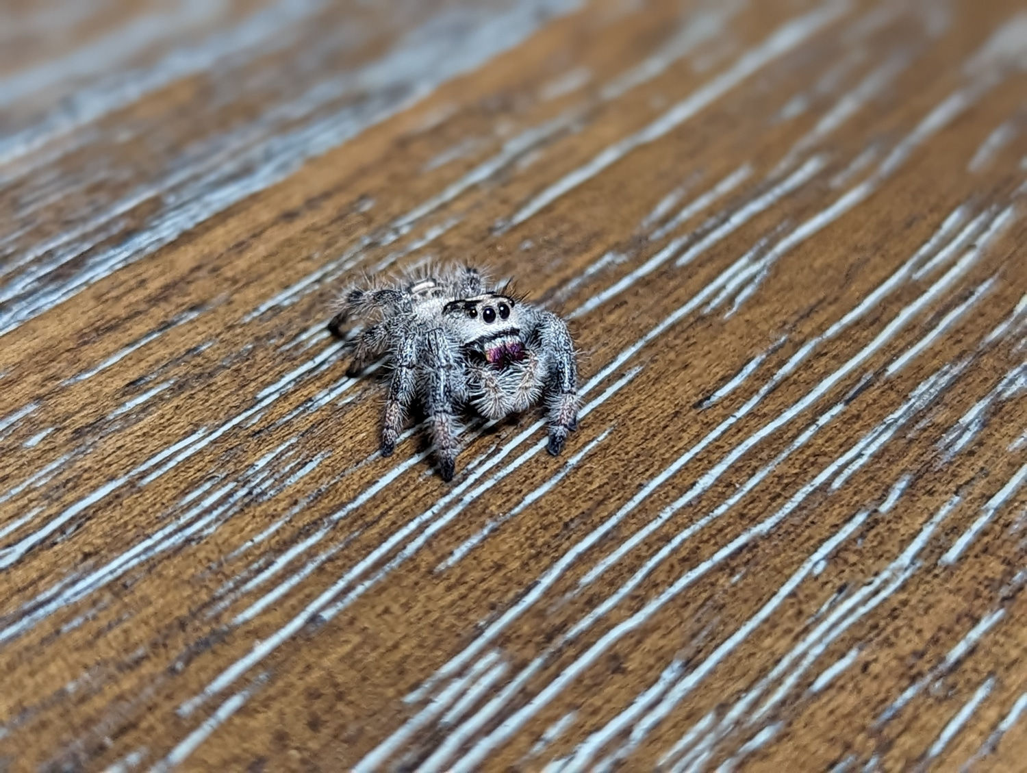 Wallpaper #wmfS65IBSpphPi3-9k4K240 Female Regius Jumping Spider True Spider by Itsy Little Things