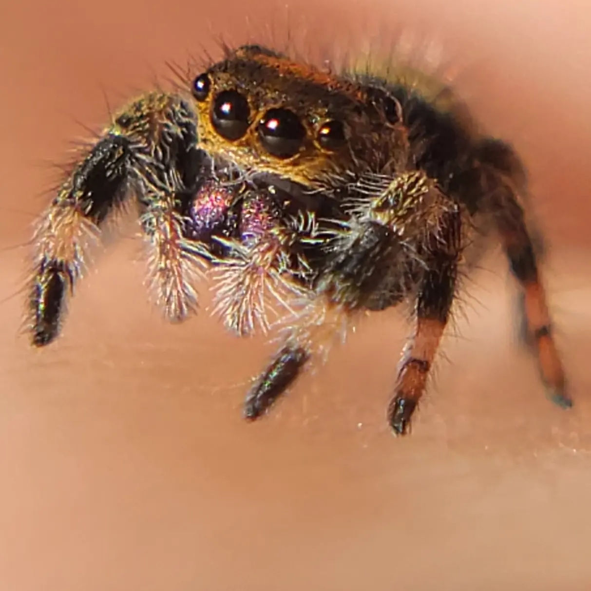 Wallpaper #wmfS65IBSpphPi3-9k4K81 Regal Little Spood Regious True Spider by Jumping Spiders California