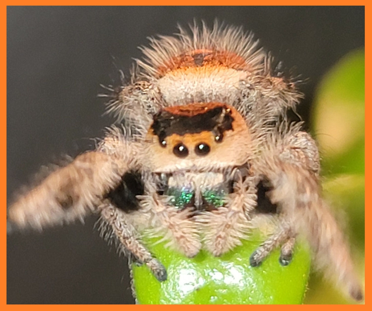 Wallpaper #wmfS65IBSpphPi3-9k4K143 Regal Jumping Spider Phidippus Regius Everglades Orange Morph