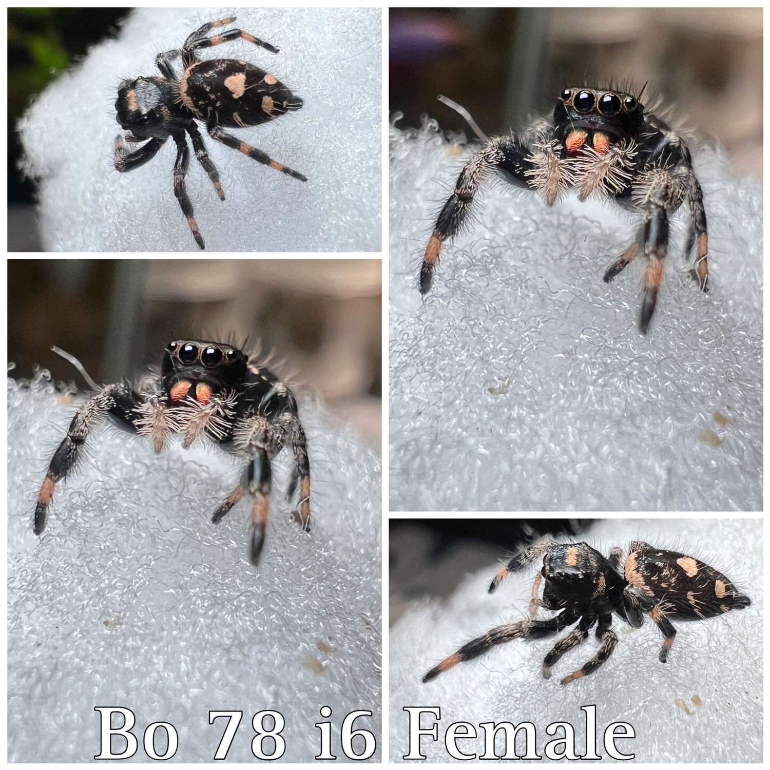Wallpaper #wmfS65IBSpphPi3-9k4K96 Regal Jumping Spider True Spider by Monis Critters Morphmarket